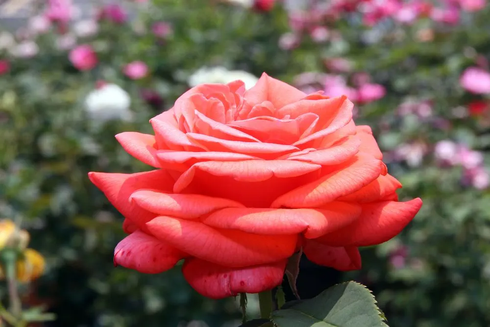 Tropicana Hybrid Tea Rose (Rosa 'Tropicana') — full flowers that can reach up to 5 inches in diameter; showcasing bold hues and a delightful