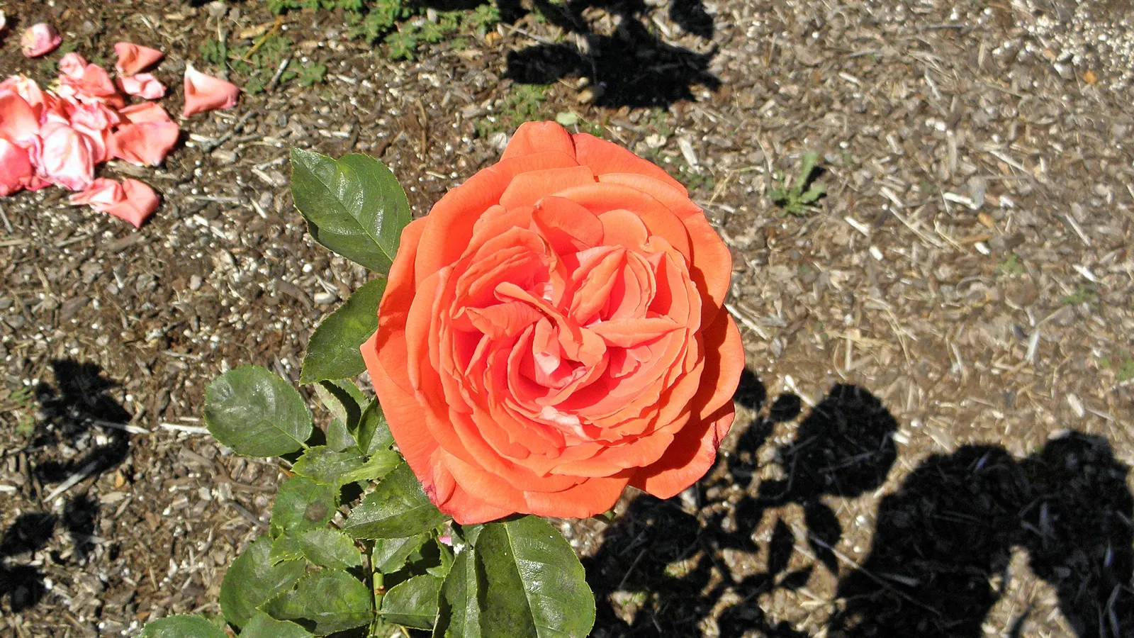 Tropicana Hybrid Tea Rose (Rosa 'Tropicana') — Ideal for accentuating borders