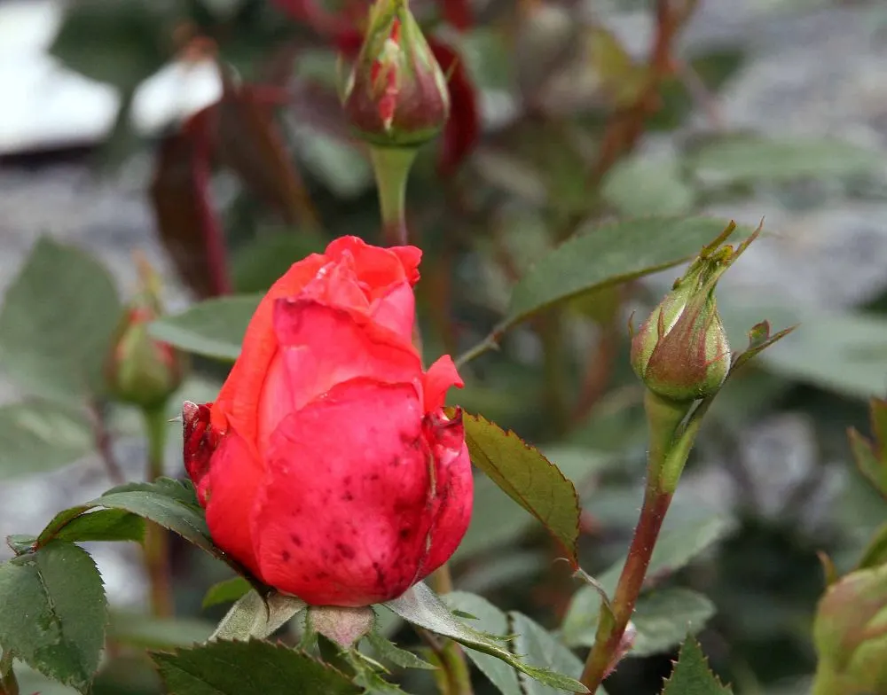 Tropicana Hybrid Tea Rose (Rosa 'Tropicana') — This vigorous plant typically reaches 4-6 feet in height and 2-3 feet in width; shrub for full