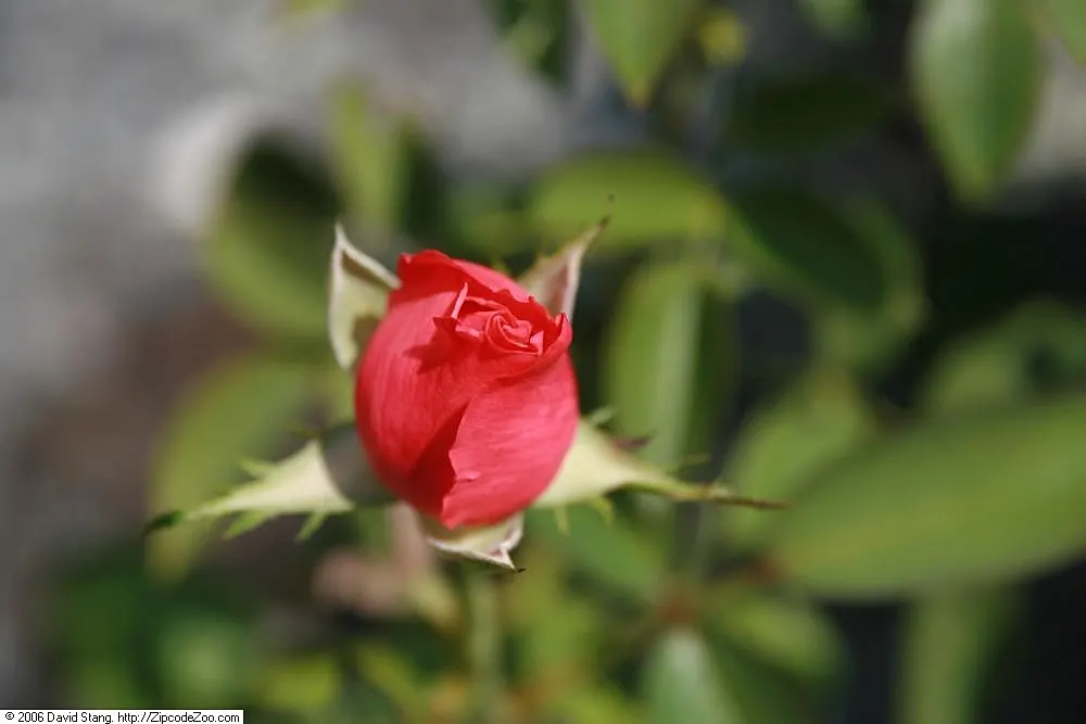 Tropicana Hybrid Tea Rose (Rosa 'Tropicana') — it is essential to note that while this variety is visually stunning