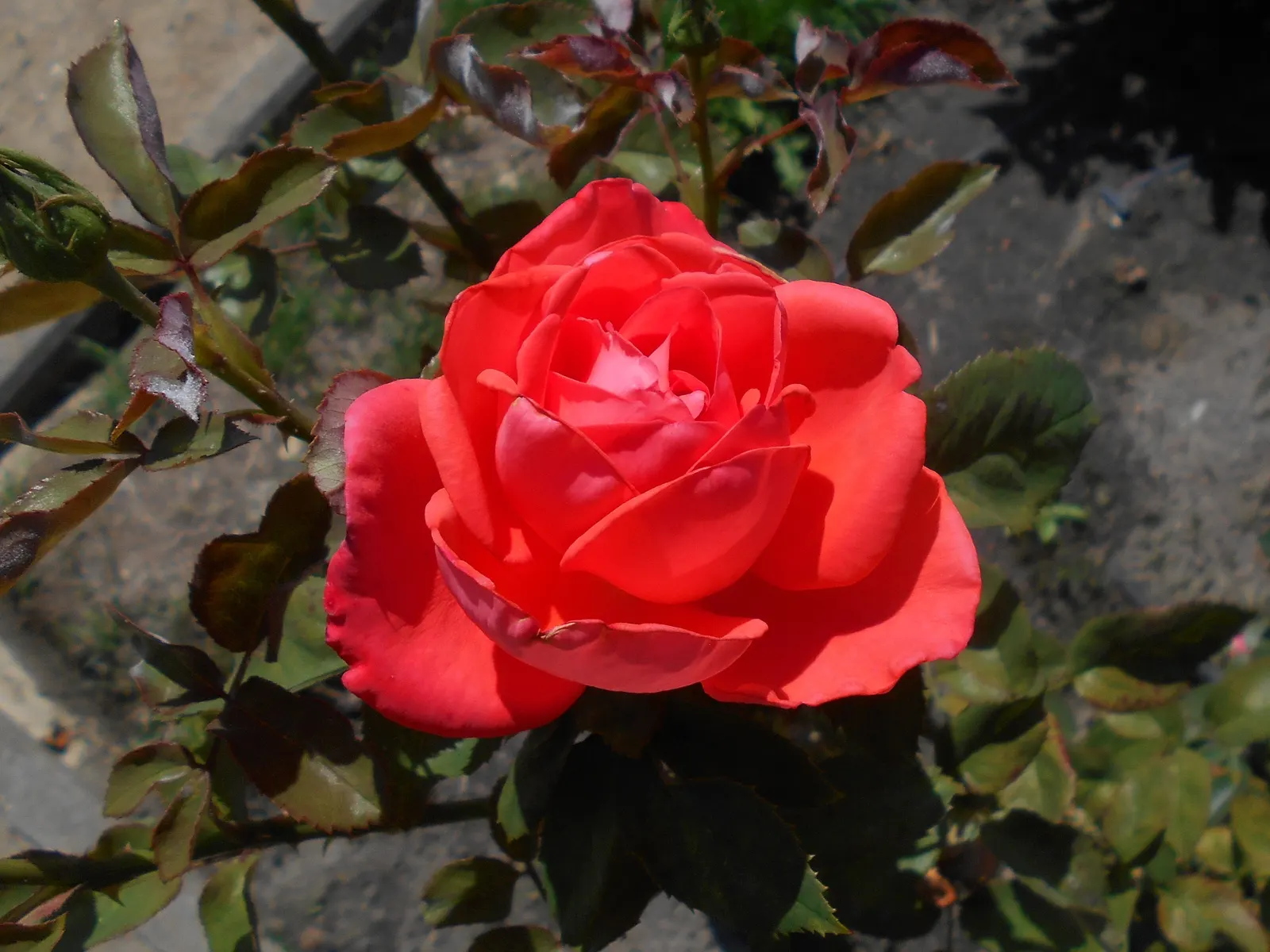 Tropicana Hybrid Tea Rose (Rosa 'Tropicana') — the Tropicana typically reaches a mature height of 4 to 5 feet with a spread of around 2 to 3 feet; the