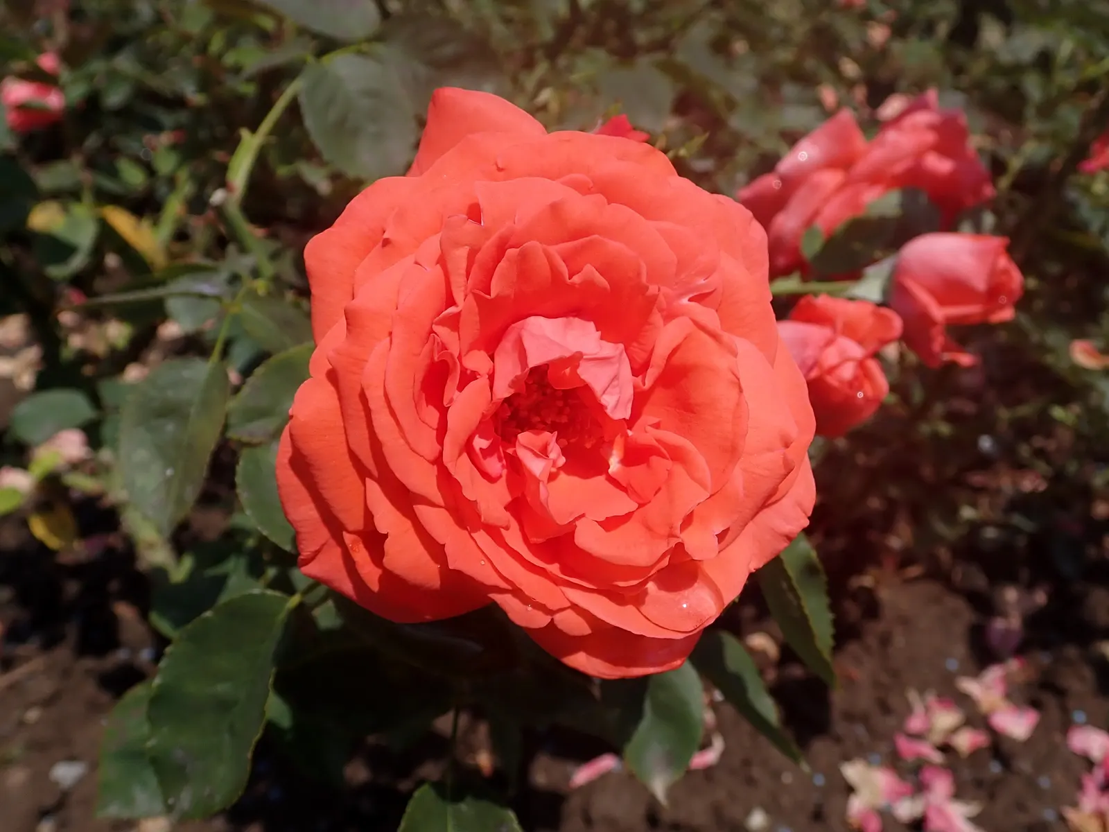 Tropicana Hybrid Tea Rose (Rosa 'Tropicana') — Each flower, spanning approximately 5-6 inches across, emerges from long, upright stems perfect for cutting