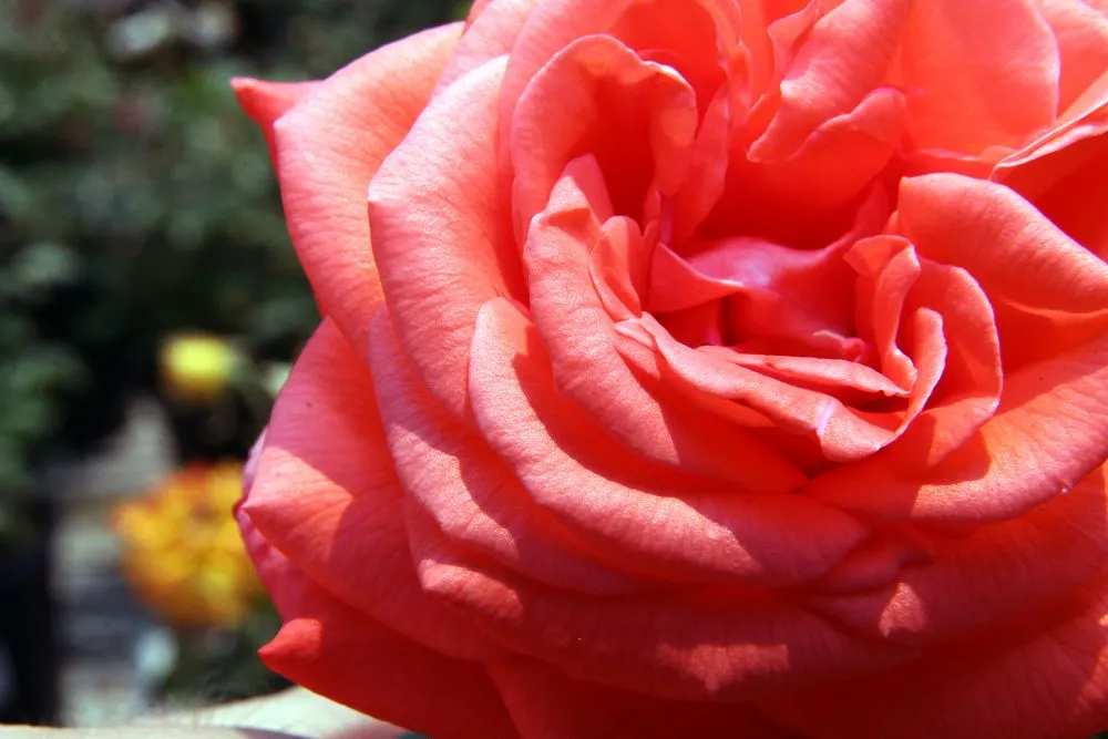 Tropicana Hybrid Tea Rose (Rosa 'Tropicana') — The Tropicana is also an excellent choice for cut flower gardens