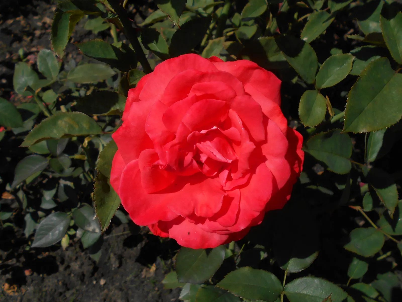 Tropicana Hybrid Tea Rose (Rosa 'Tropicana') — Ideal for accentuating borders; offering continuous blooming from summer to fall