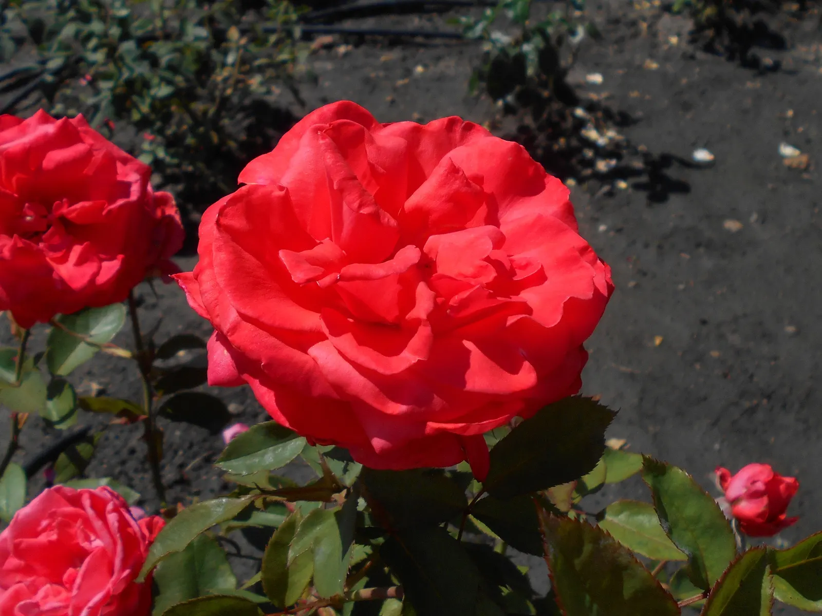 Tropicana Hybrid Tea Rose (Rosa 'Tropicana') — full flowers that can reach up to 5 inches in diameter