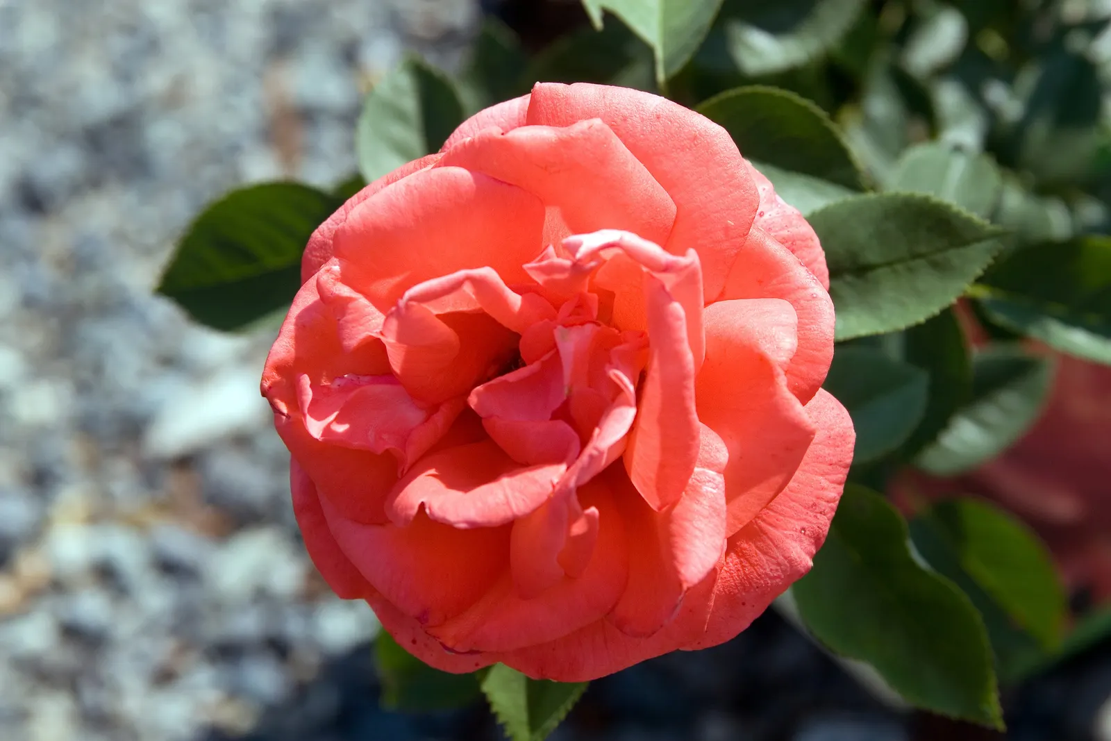 Tropicana Hybrid Tea Rose (Rosa 'Tropicana') — and monitoring will ensure this rose remains a centerpiece in their garden for years to come