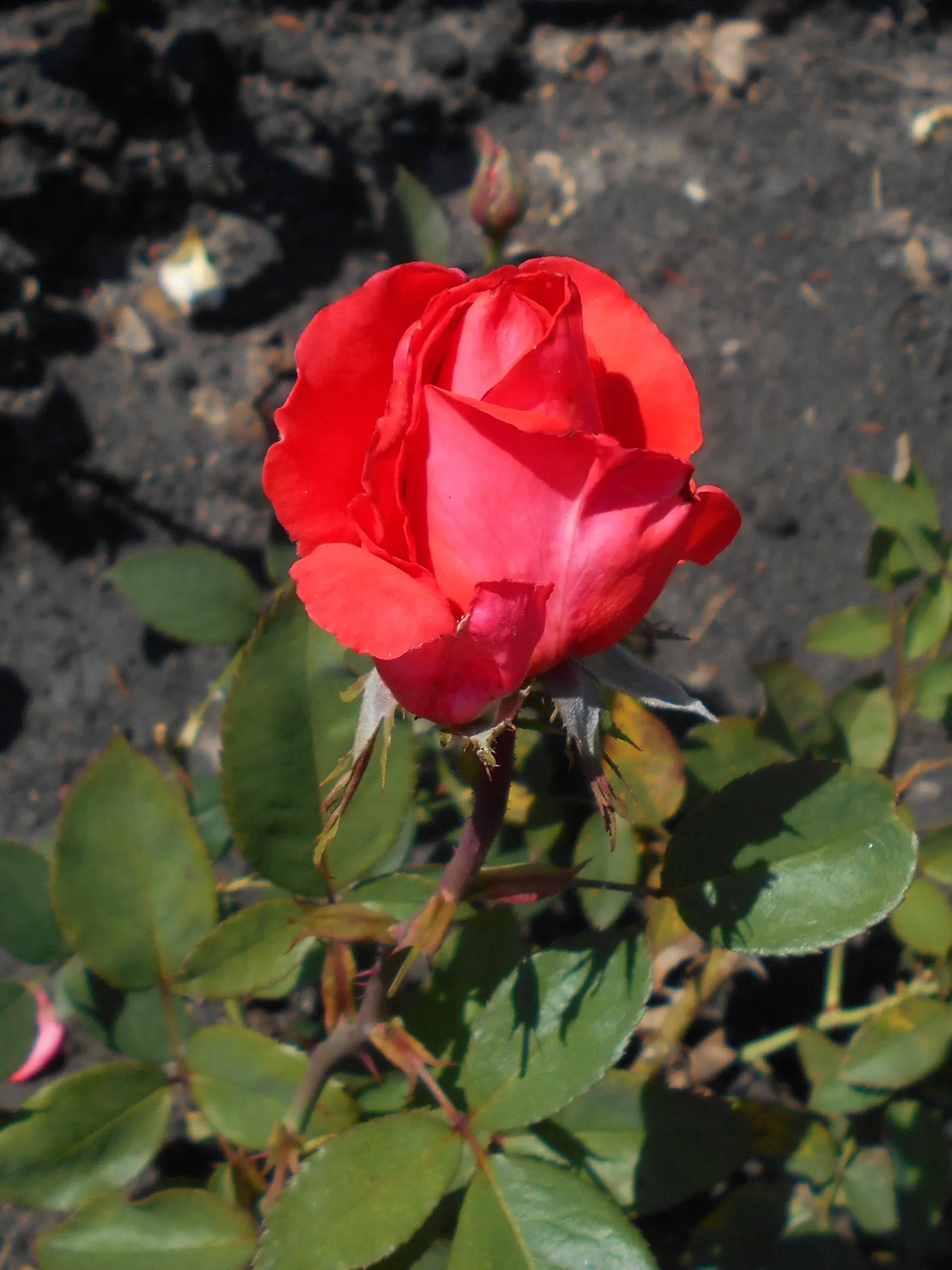 Tropicana Hybrid Tea Rose (Rosa 'Tropicana') — offering continuous blooming from summer to fall