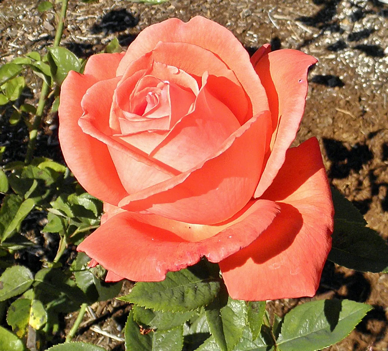 Tropicana Hybrid Tea Rose (Rosa 'Tropicana') — offering continuous blooming from summer to fall; bringing its lush color and perfume indoors.<br><br>When