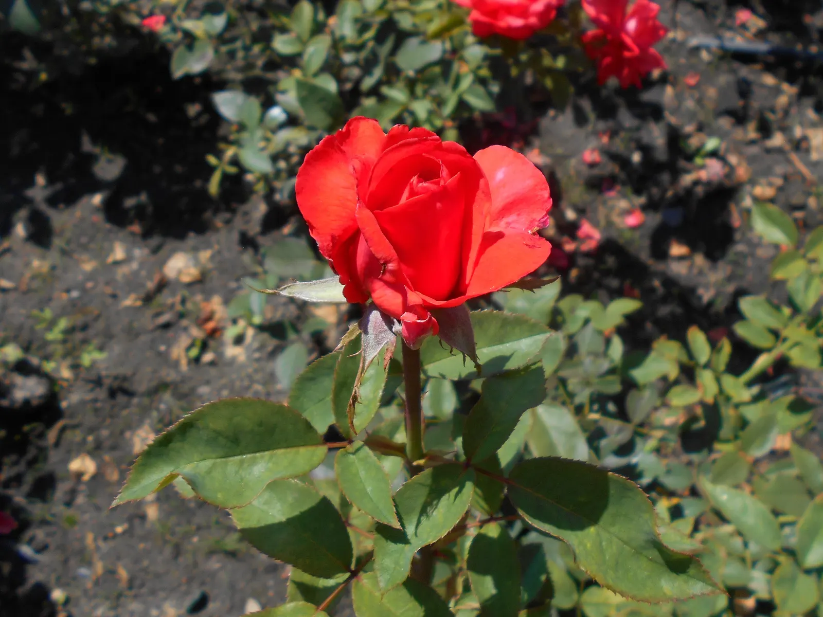 Tropicana Hybrid Tea Rose (Rosa 'Tropicana') — is a strikingly vibrant addition to any garden; each flower, spanning approximately 5-6 inches across, emerges