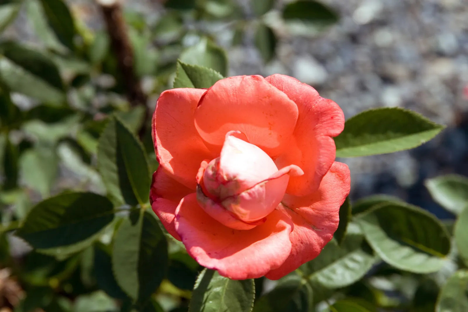 Tropicana Hybrid Tea Rose (Rosa 'Tropicana') — a vibrant hybrid tea rose