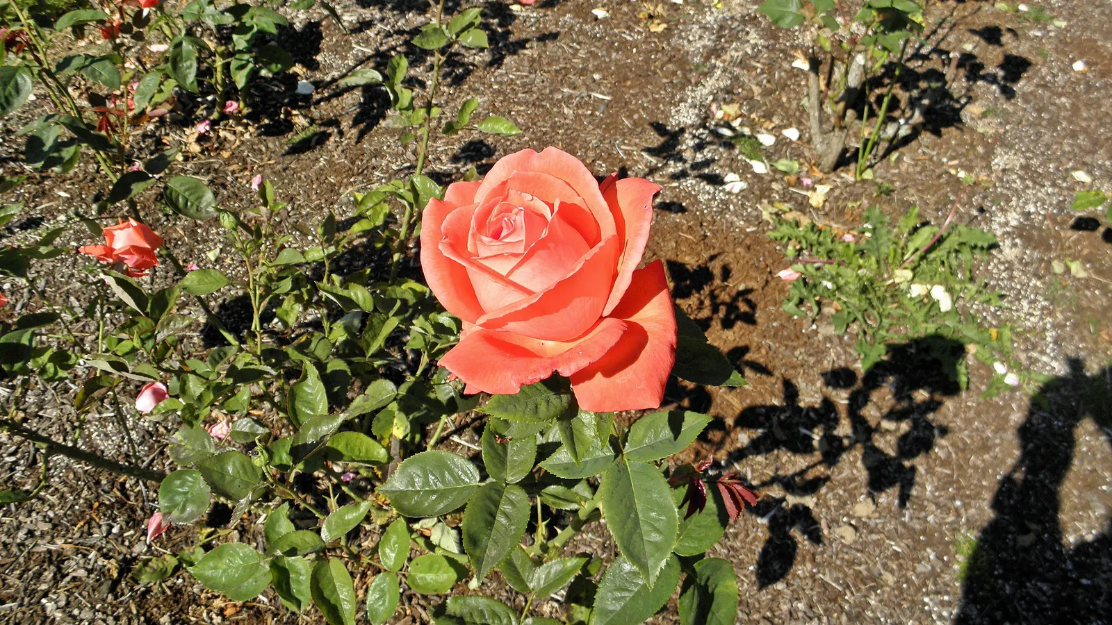 Tropicana Hybrid Tea Rose (Rosa 'Tropicana') — Their upright and bushy form contrasts beautifully with lower-growing groundcovers or herbaceous perennials