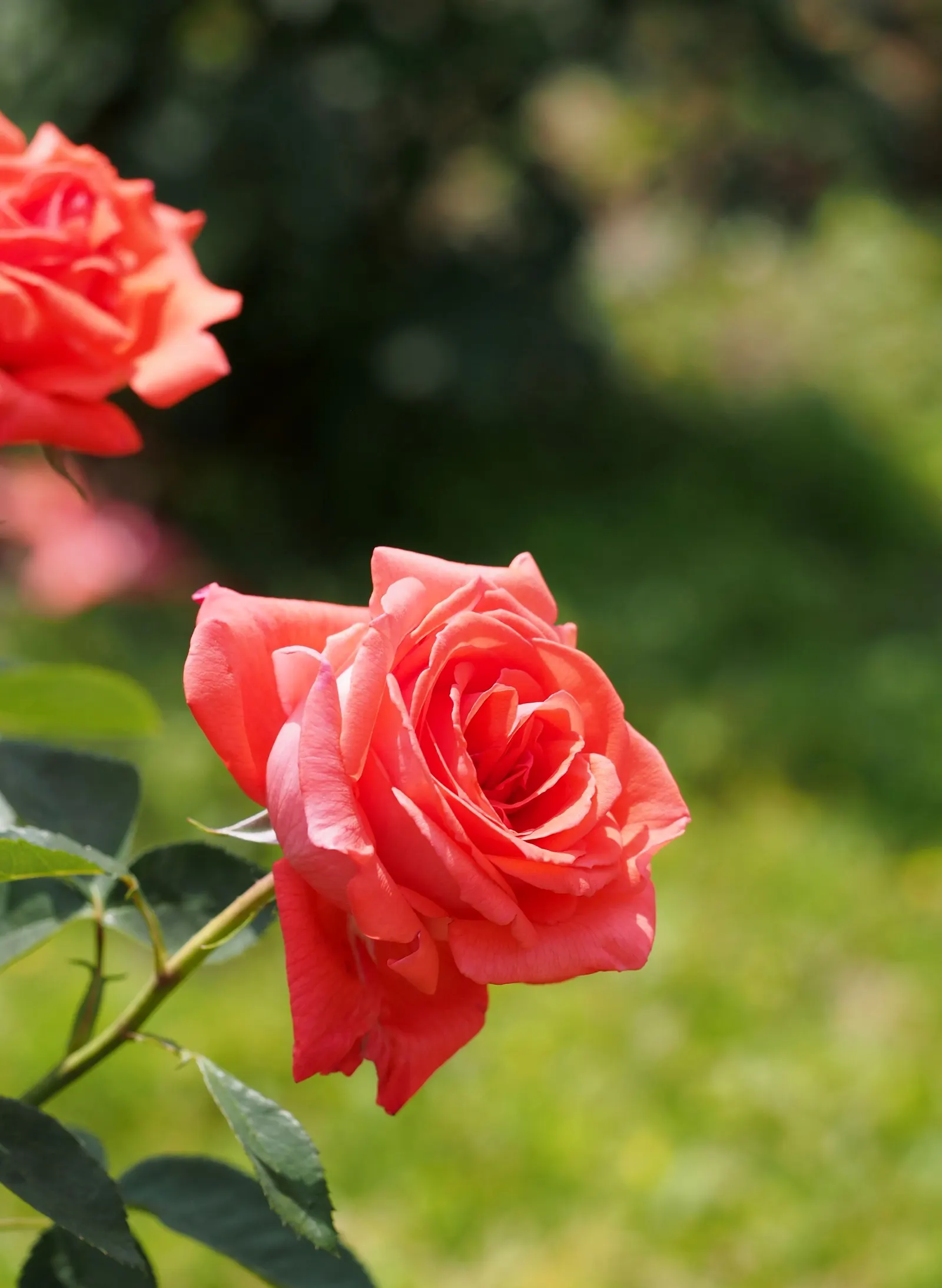 Tropicana Hybrid Tea Rose (Rosa 'Tropicana') — sweet fragrance that is sure to attract attention.<br><br>Boasting a robust growth habit