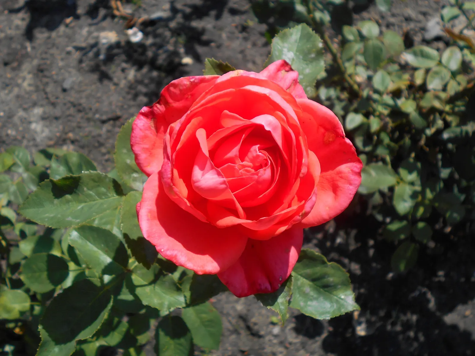 Tropicana Hybrid Tea Rose (Rosa 'Tropicana') — coral-orange blooms with a captivating; sweet fragrance that is sure to attract attention.<br><br>Boasting a