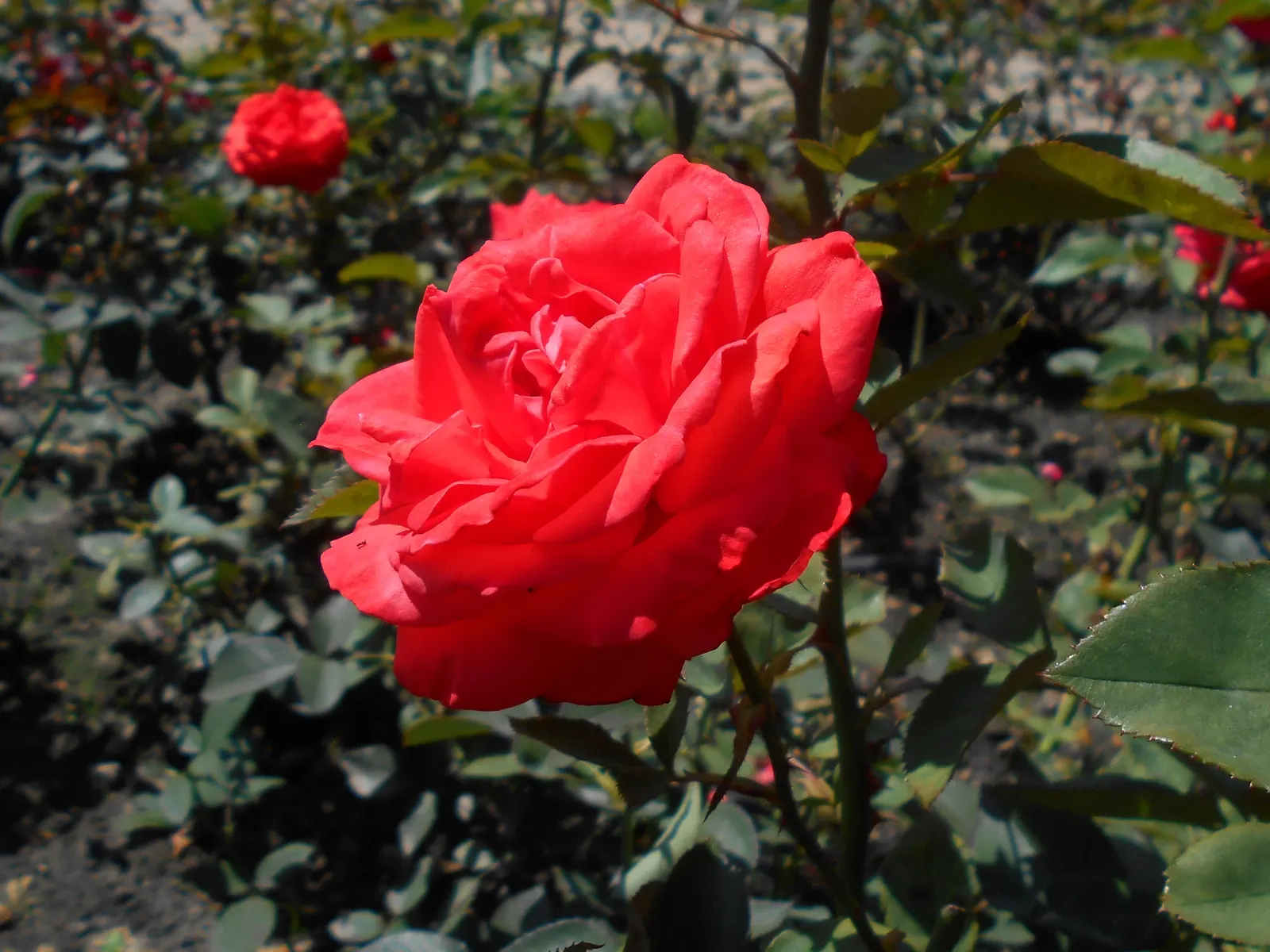 Tropicana Hybrid Tea Rose (Rosa 'Tropicana') — showcasing bold hues and a delightful; tropicana roses serve as a perfect focal point in perennial borders or as