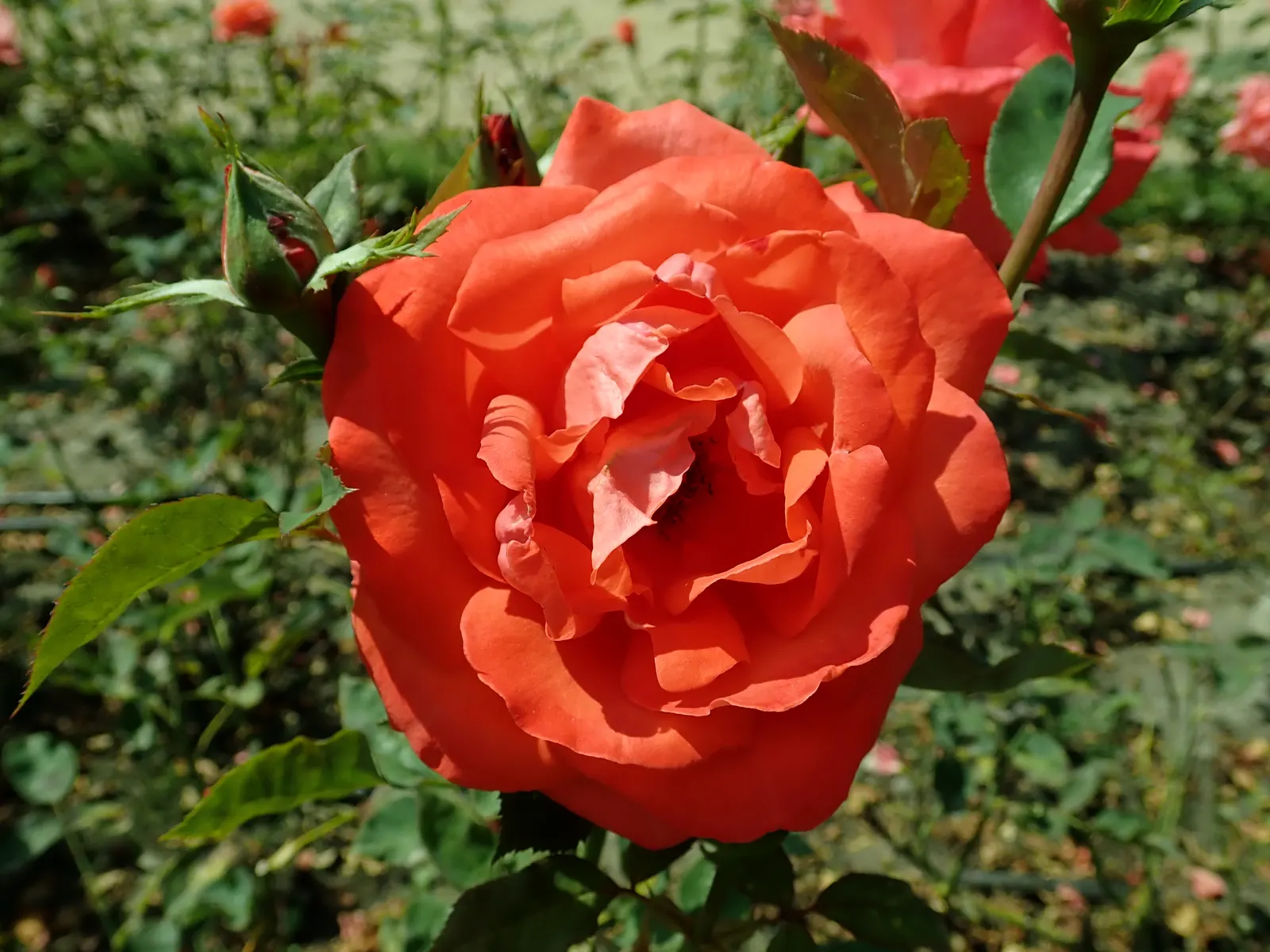 Tropicana Hybrid Tea Rose (Rosa 'Tropicana') — coral-orange blooms with a captivating