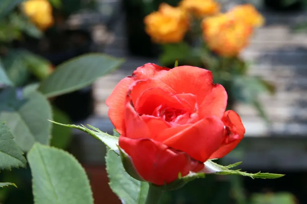 Tropicana Hybrid Tea Rose (Rosa 'Tropicana') — This vigorous plant typically reaches 4-6 feet in height and 2-3 feet in width