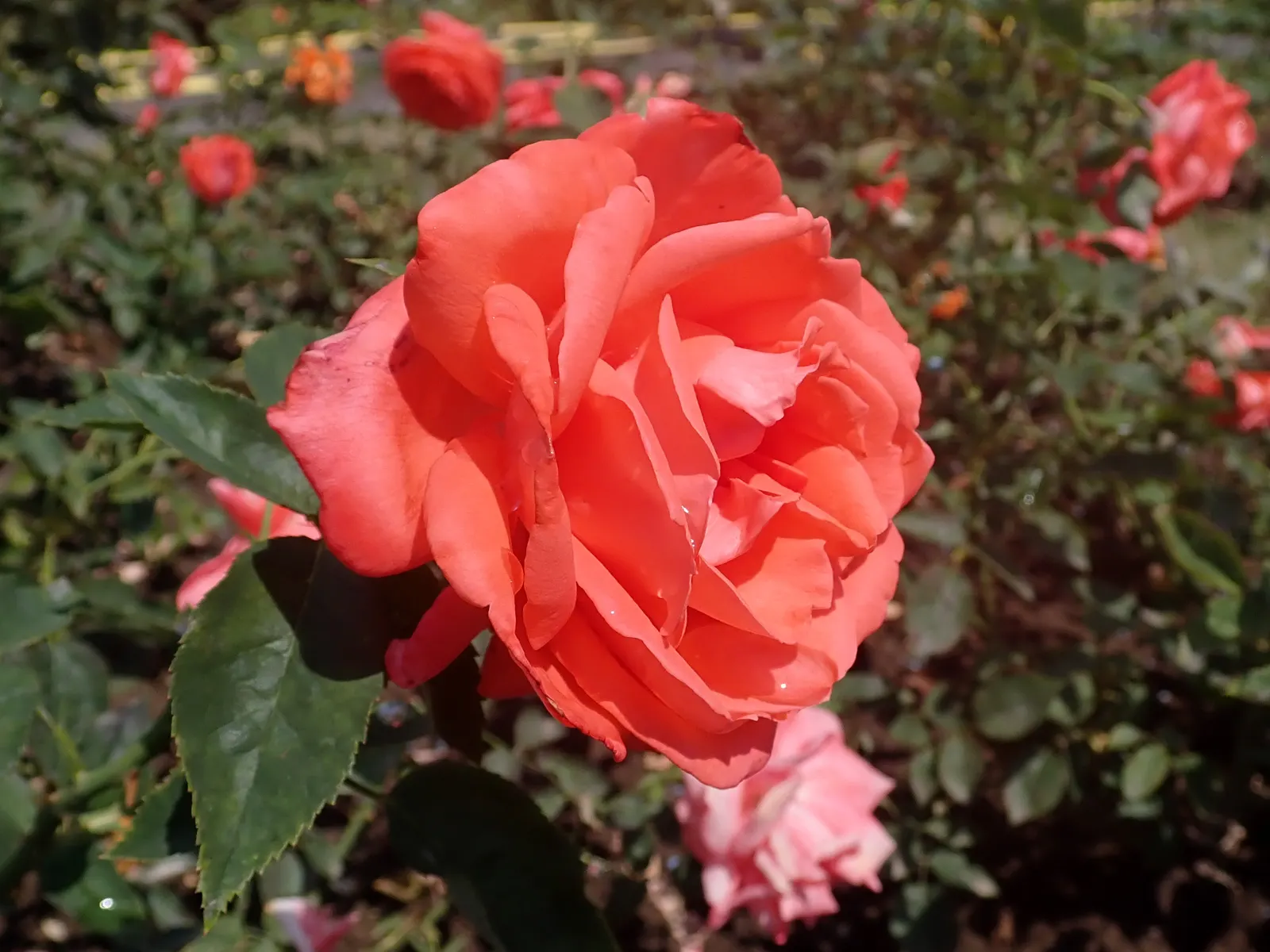 Tropicana Hybrid Tea Rose (Rosa 'Tropicana') — bringing its lush color and perfume indoors.<br><br>When sharing details with a client