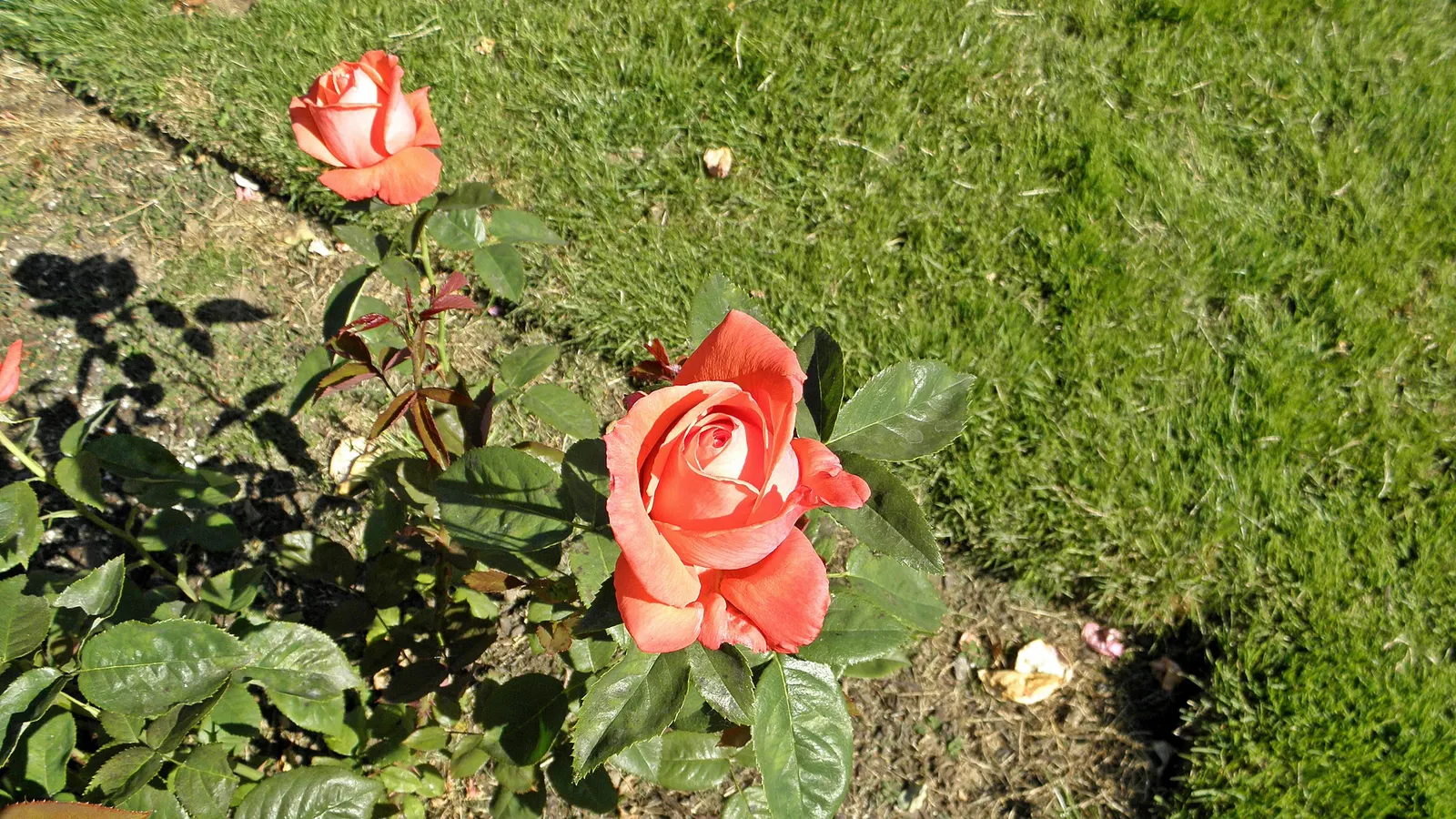 Tropicana Hybrid Tea Rose (Rosa 'Tropicana') — a vibrant hybrid tea rose; this vigorous plant typically reaches 4-6 feet in height and 2-3 feet in width