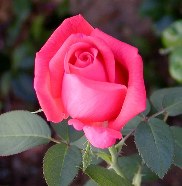 Tropicana Hybrid Tea Rose (Rosa 'Tropicana') — sturdy stems make it ideal for bouquets and floral arrangements