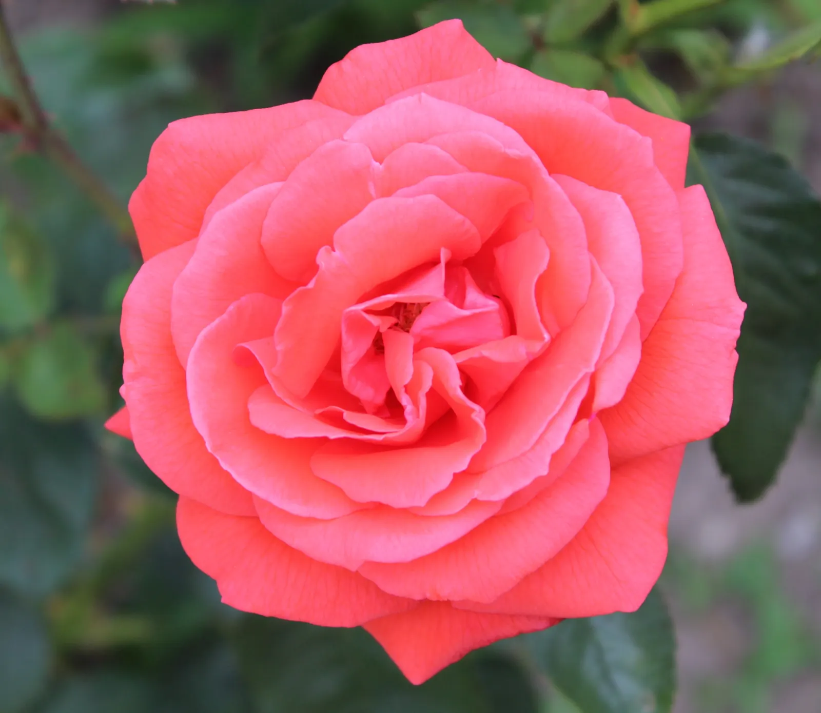 Tropicana Hybrid Tea Rose (Rosa 'Tropicana') — Tropicana roses serve as a perfect focal point in perennial borders or as specimen plants