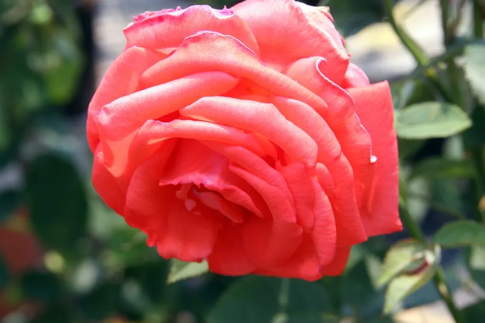 Tropicana Hybrid Tea Rose (Rosa 'Tropicana') — Regular watering is essential; coral-orange blooms with a captivating