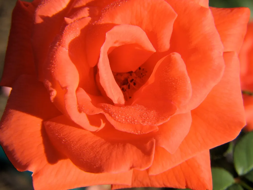 Tropicana Hybrid Tea Rose (Rosa 'Tropicana') — This stately rose requires a position in full sun to achieve optimal blooming and health