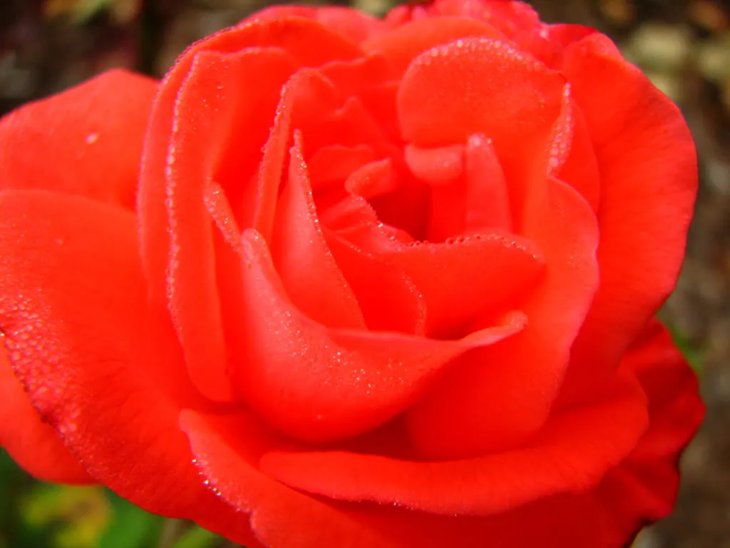 Tropicana Hybrid Tea Rose (Rosa 'Tropicana') — showcasing bold hues and a delightful