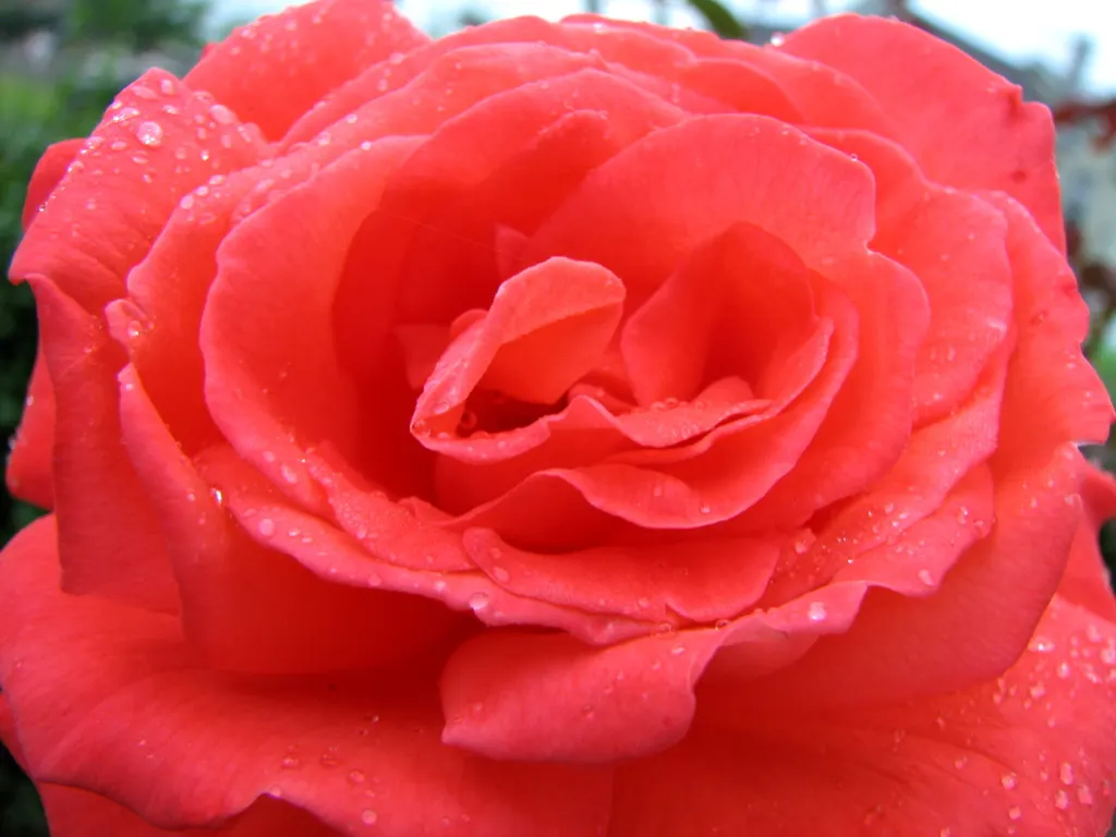 Tropicana Hybrid Tea Rose (Rosa 'Tropicana') — Regular watering is essential