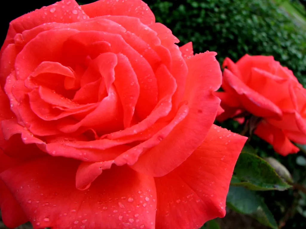 Tropicana Hybrid Tea Rose (Rosa 'Tropicana') — especially during dry periods
