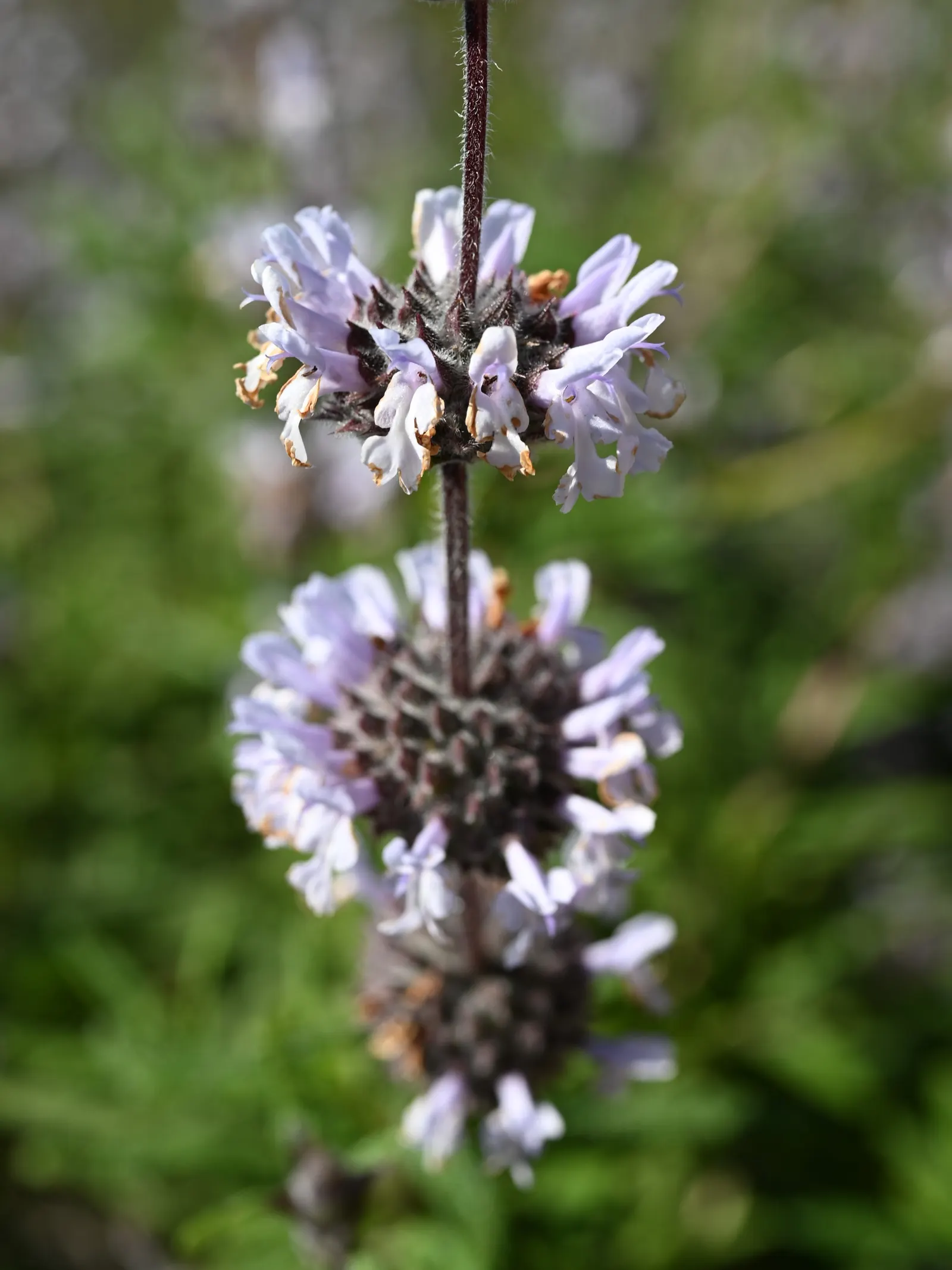 Brandegee's Sage (Salvia Brandegeei) — Its growth habit is upright with a slightly rounded form, providing a robust structure to garden compositions