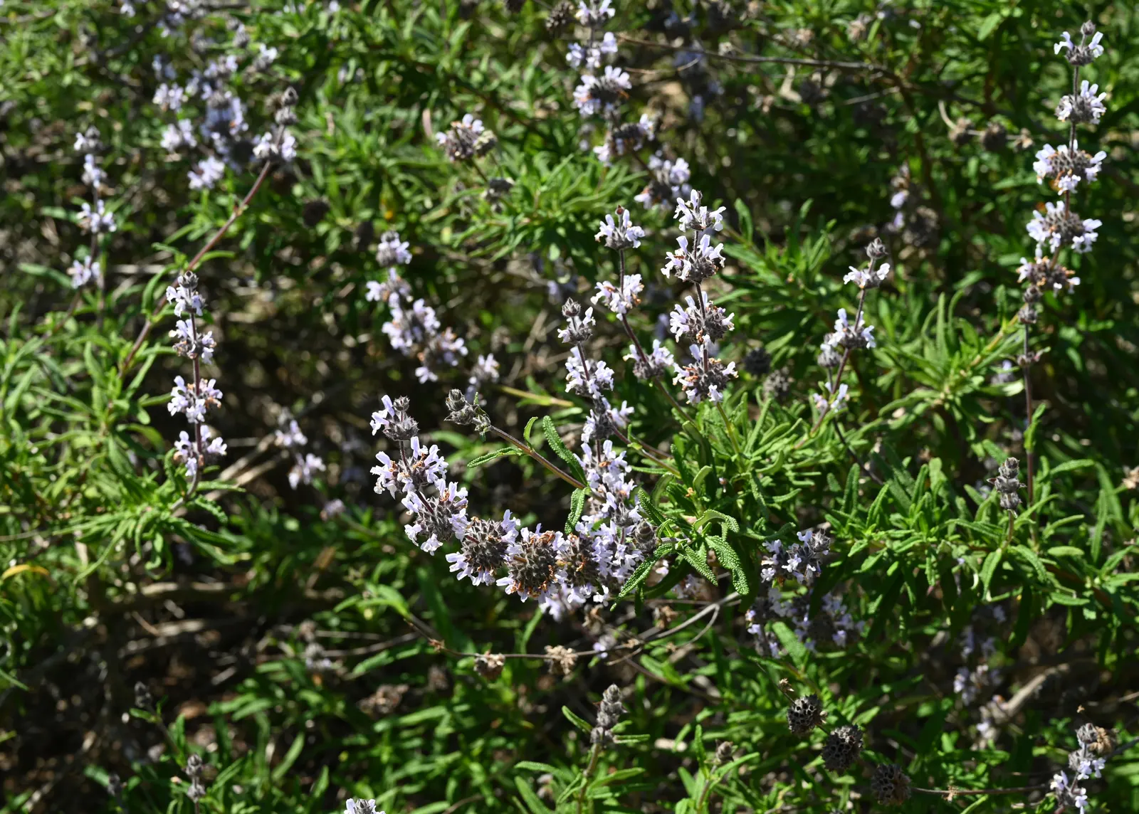 Brandegee's Sage (Salvia Brandegeei) — Brandegee's Sage (Salvia brandegeei) is a robust