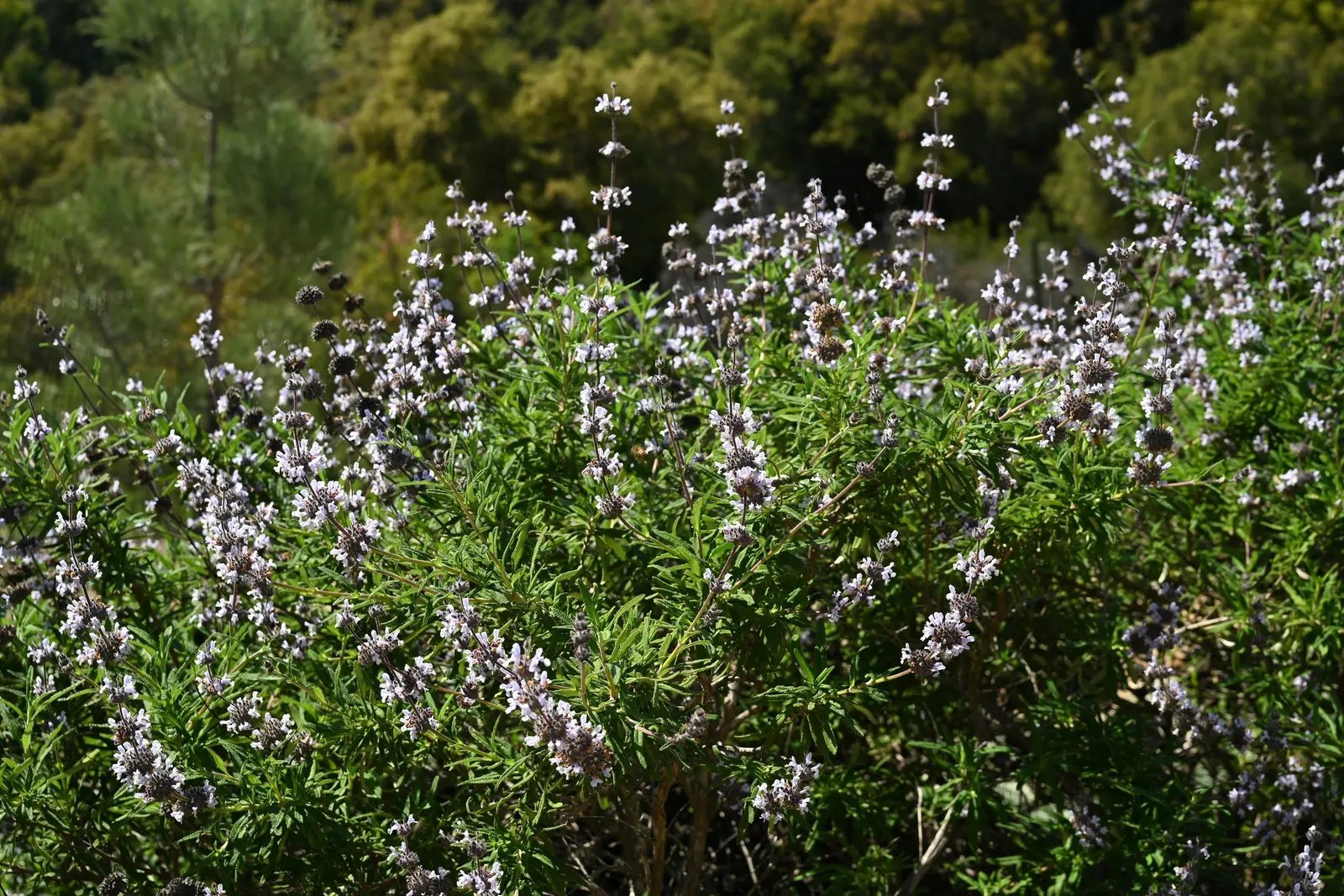 Brandegee's Sage (Salvia Brandegeei) — it's celebrated for its resilience and attractive features