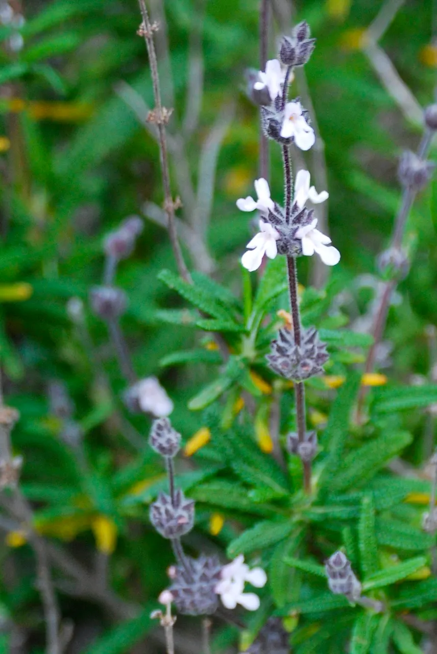 Brandegee's Sage (Salvia Brandegeei) — is an evergreen perennial native to the coastal scrublands of Southern California and Baja California