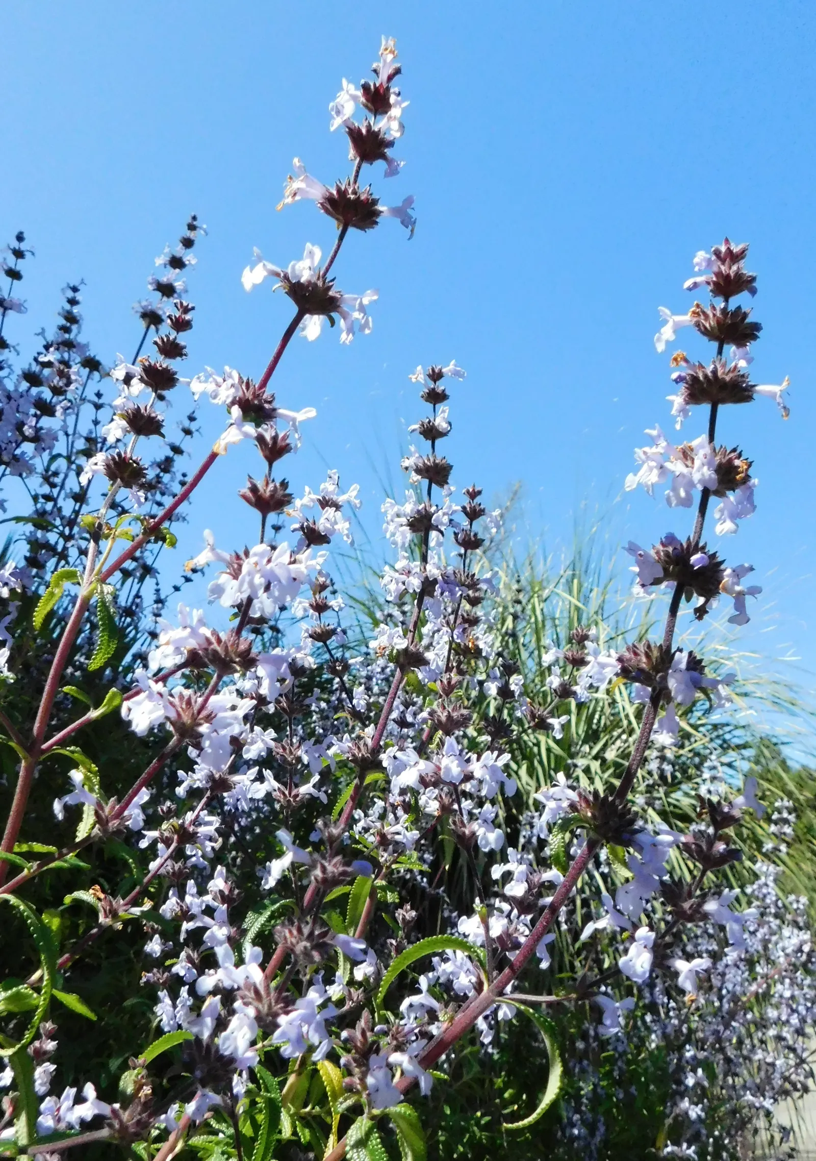Brandegee's Sage (Salvia Brandegeei) — Thriving in zones 8-11, it prefers well-drained soil and full sun to light shade