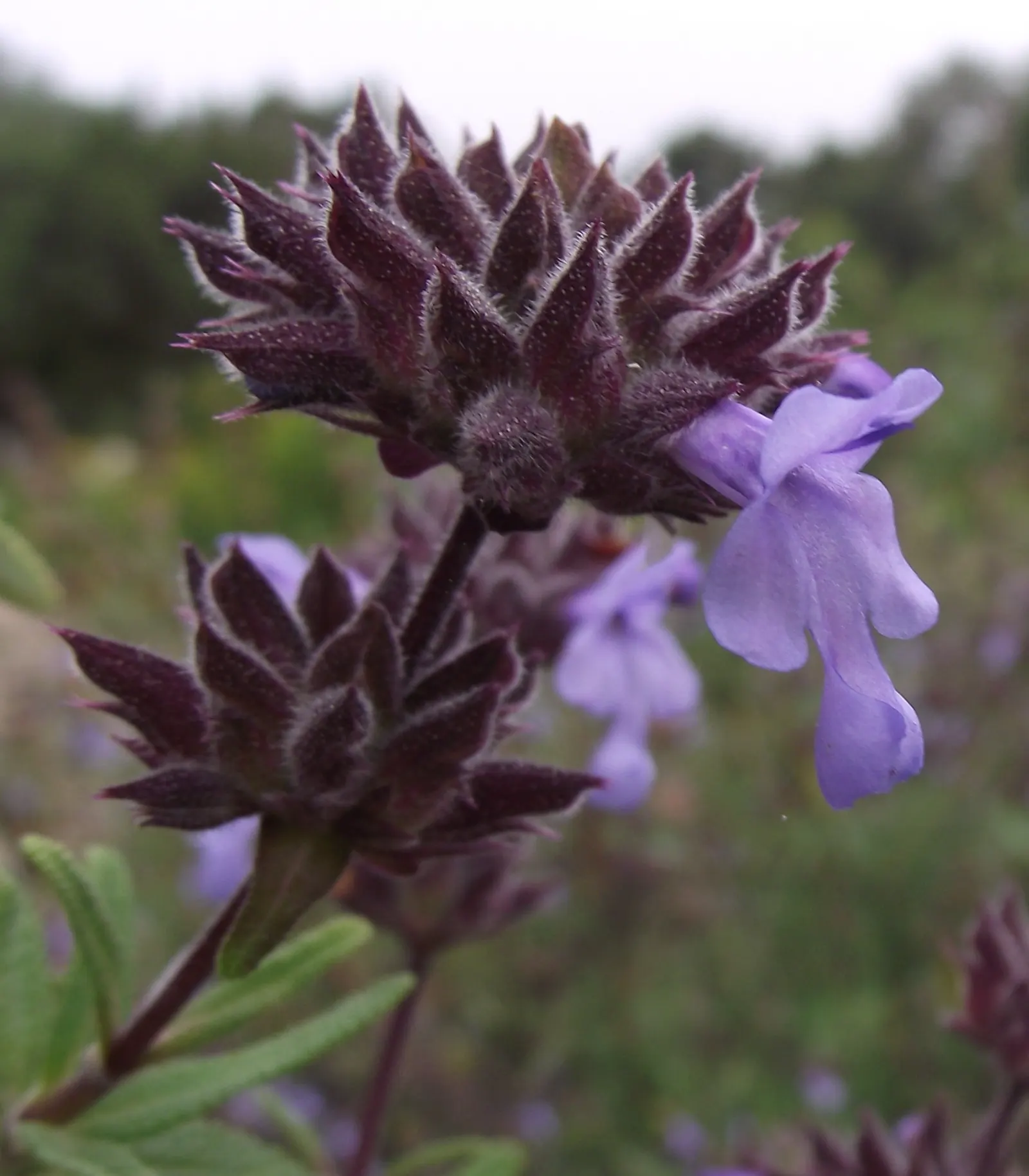 Brandegee's Sage (Salvia Brandegeei) — It grows 3 to 5 feet tall and wide, with showy, purple-blue inflorescences atop sage-scented foliage