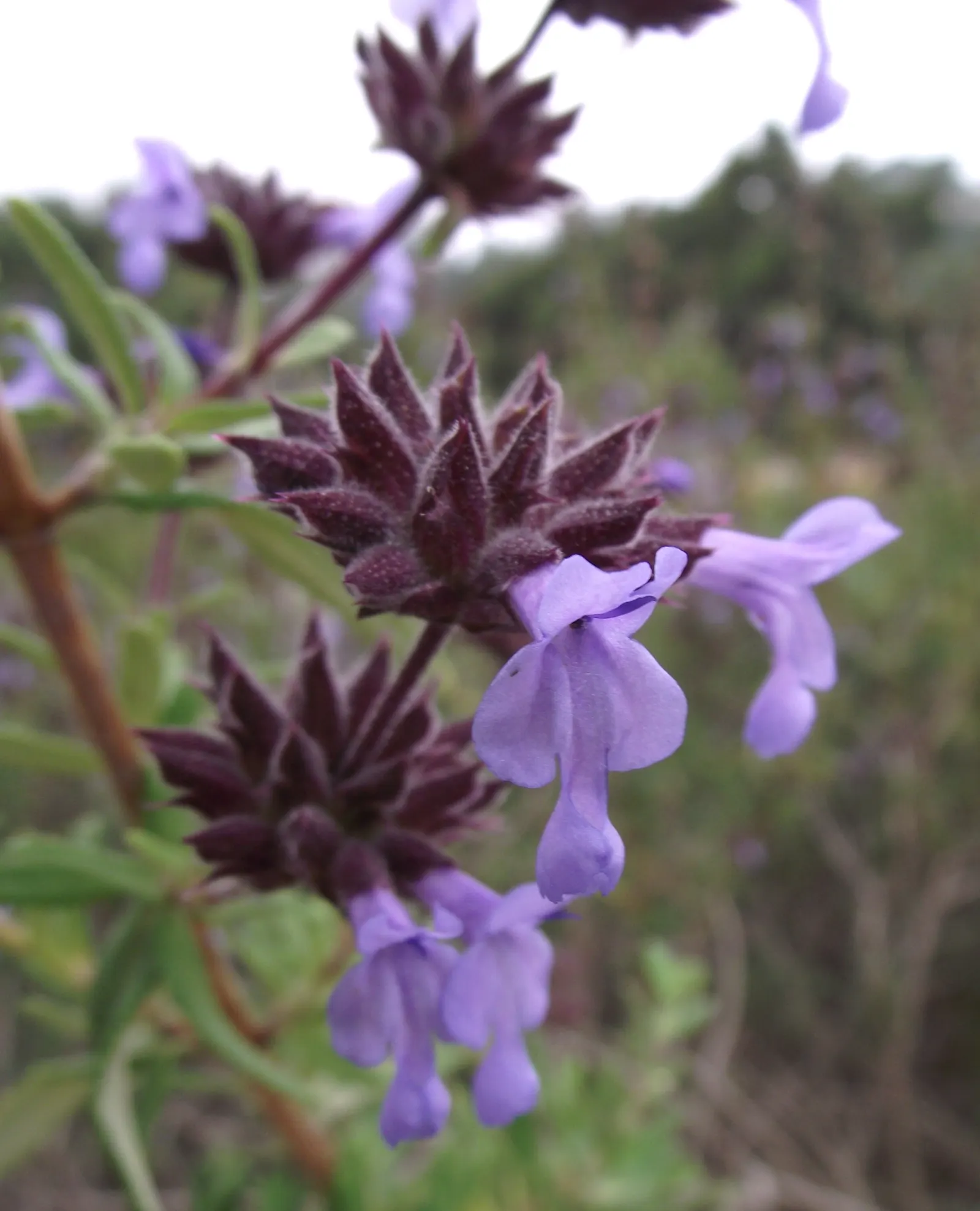 Brandegee's Sage (Salvia Brandegeei) — evergreen perennial ideal for creating eye-catching contrasts in xeriscape designs
