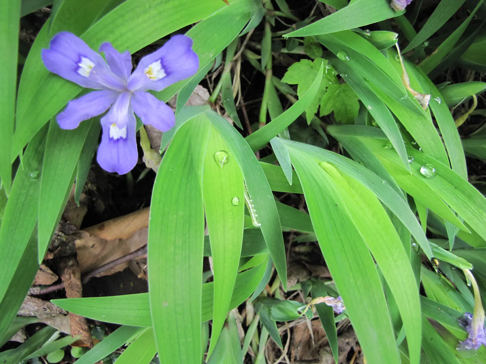 Dwarf Crested Iris (Iris Cristata) — well-drained soils rich in organic matter