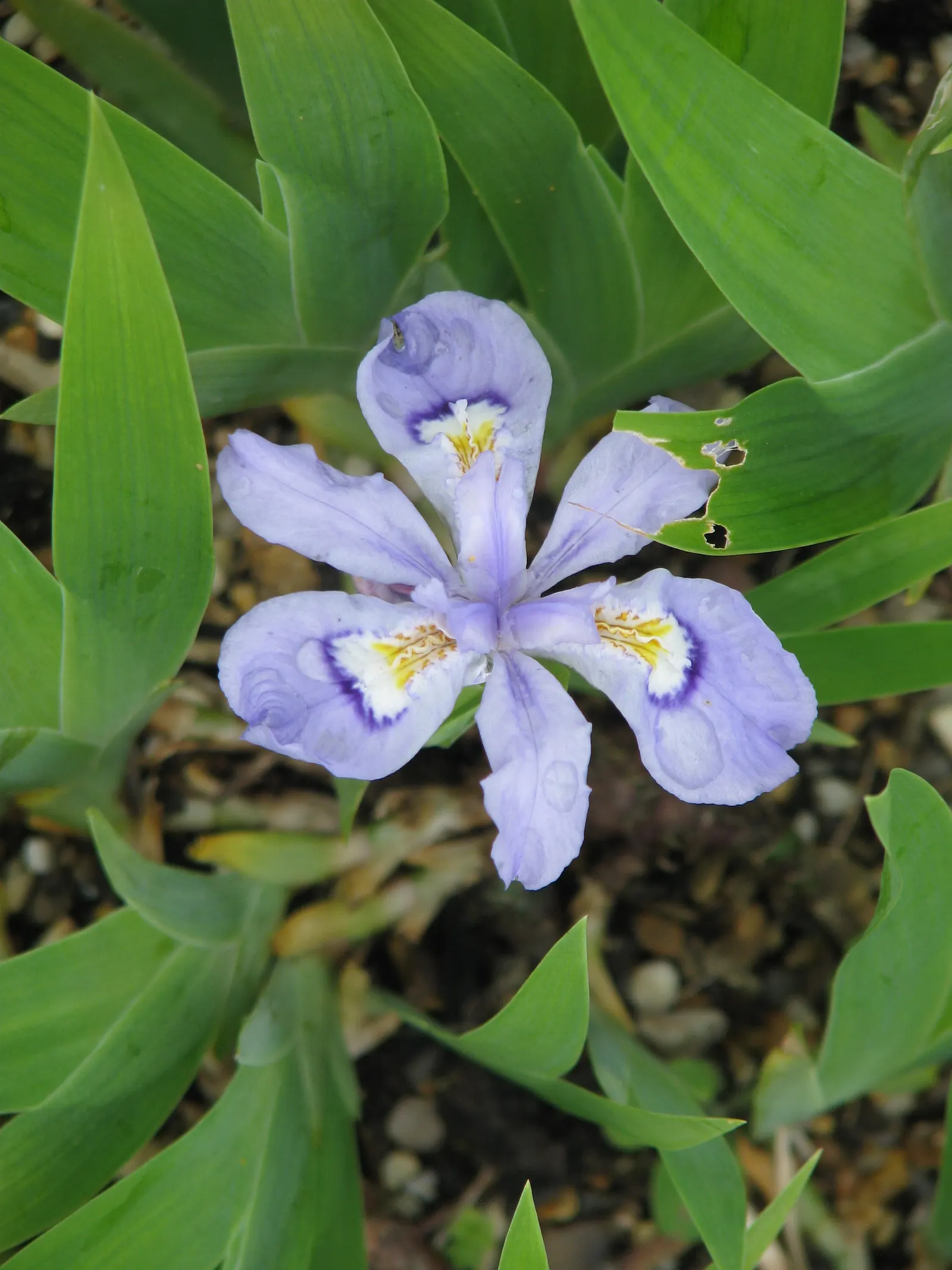 Dwarf Crested Iris (Iris Cristata) — This North American native typically reaches a modest height of 3 to 6 inches, with a slightly wider spread