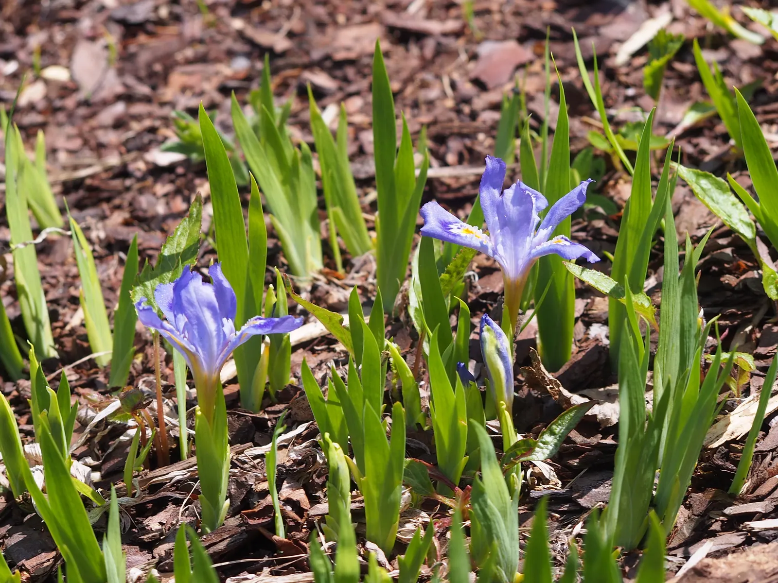 Dwarf Crested Iris (Iris Cristata) — The blooms present in shades of blue