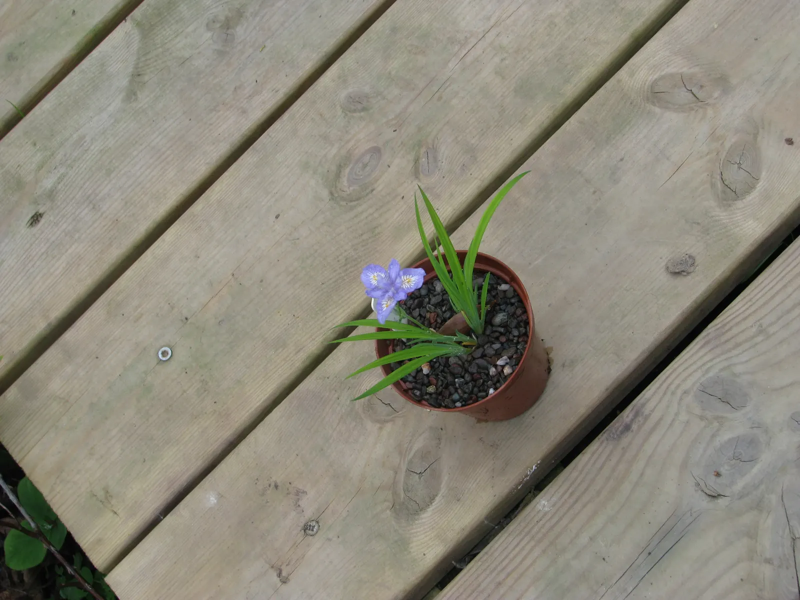 Dwarf Crested Iris (Iris Cristata) — thriving under the dappled light of larger trees; it's well-suited to moist