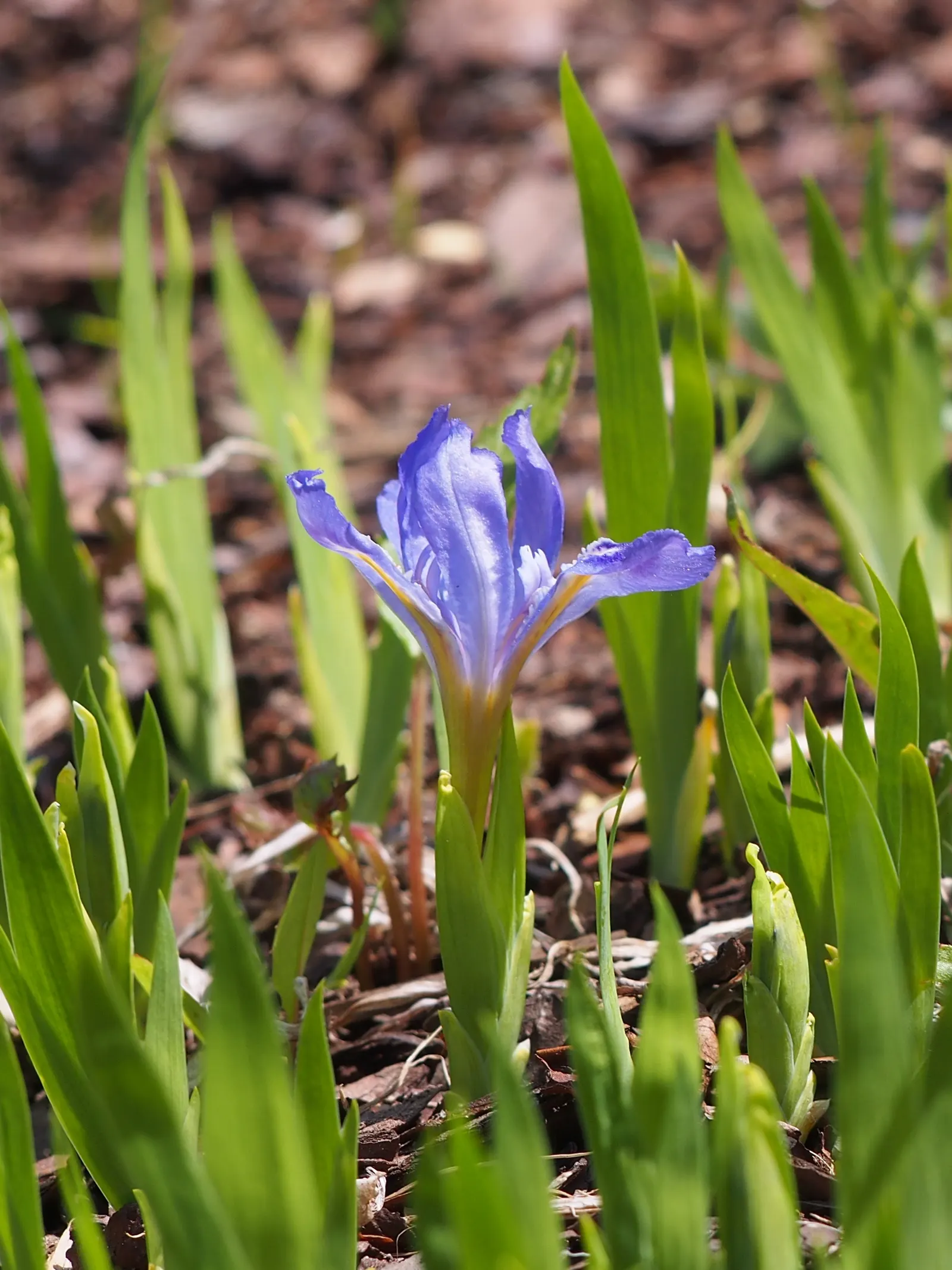 Dwarf Crested Iris (Iris Cristata) — with a preference for a slightly acidic to neutral pH