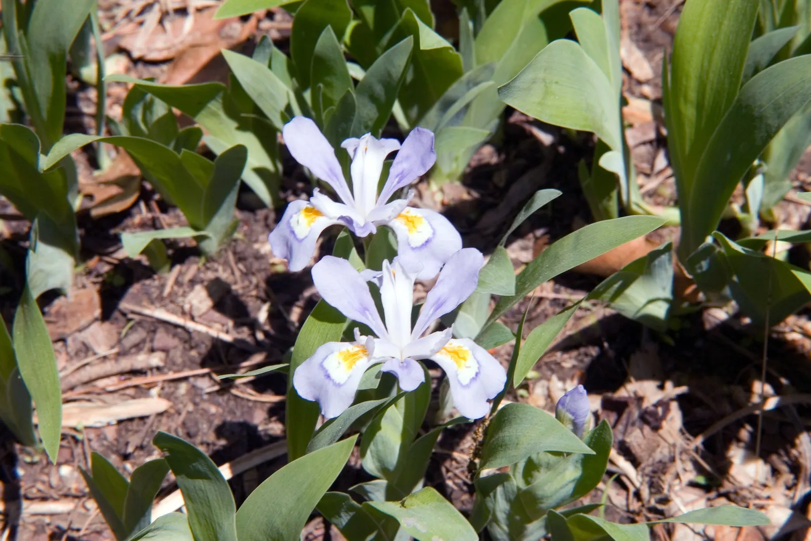 Dwarf Crested Iris (Iris Cristata) — Ideal for woodland gardens and border fronts; this low-growing gem reaches a height of only 4-6 inches with a similar