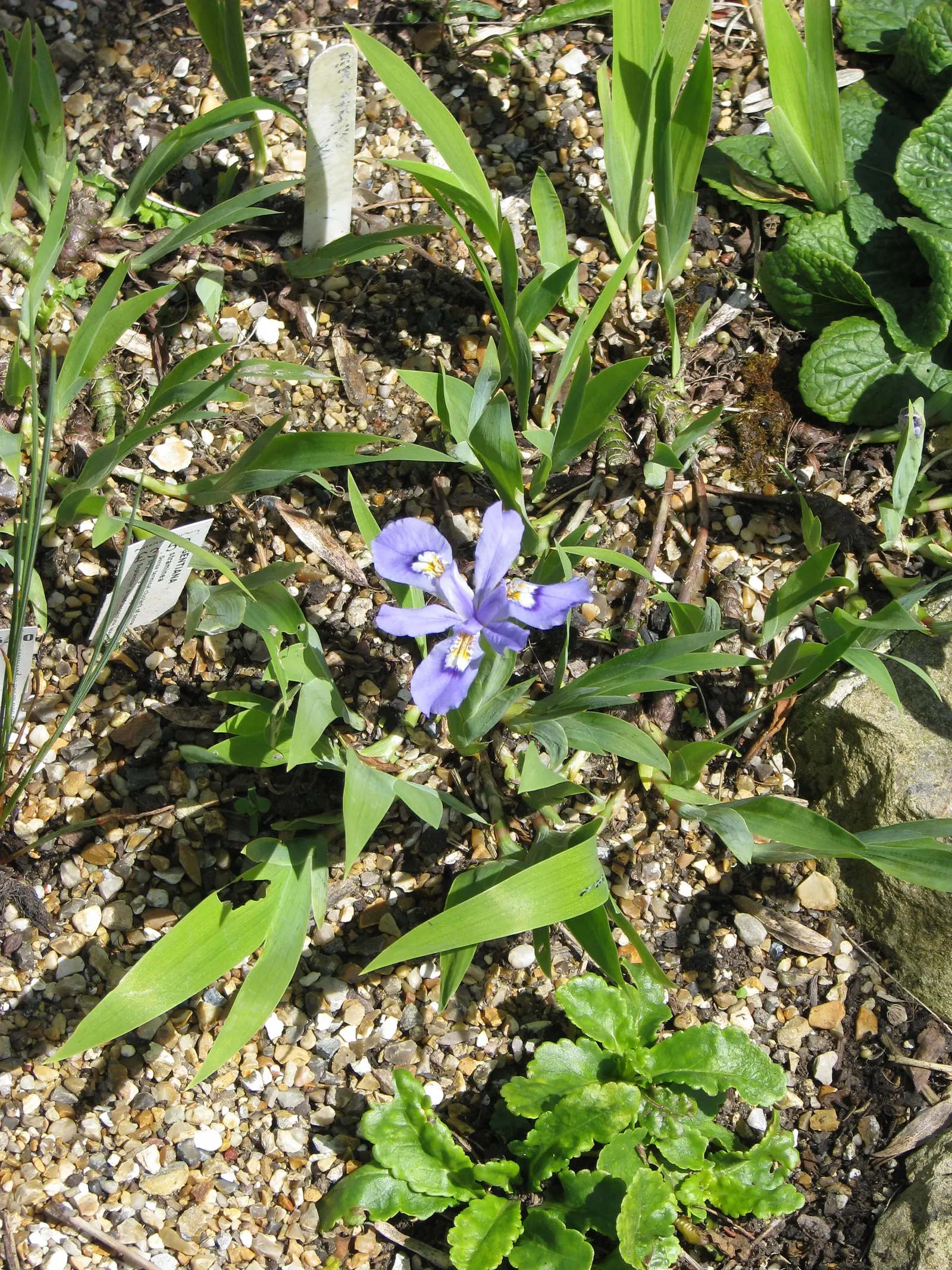 Dwarf Crested Iris (Iris Cristata) — blooming profusely in April to May