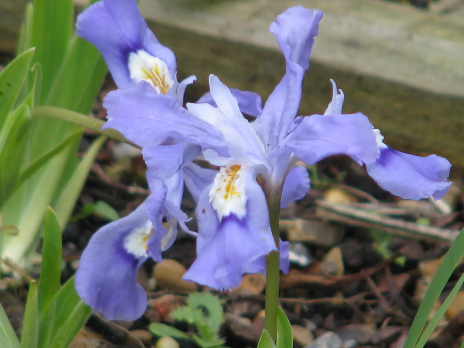 Dwarf Crested Iris (Iris Cristata) — is a charming low-growing perennial that readily adds a splash of color to any landscape