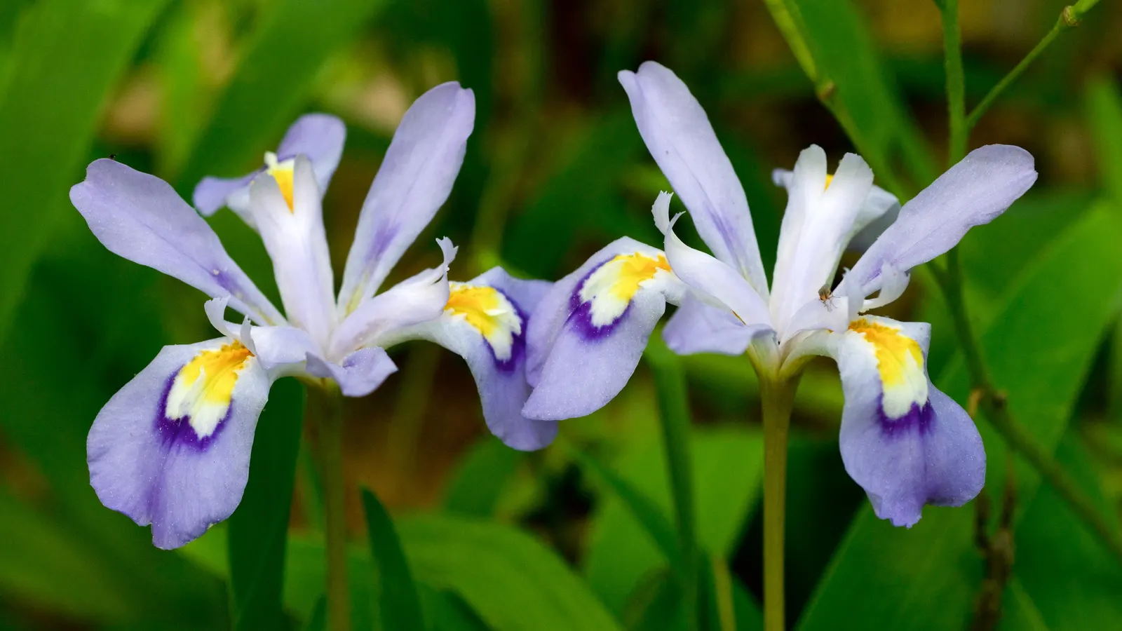 Dwarf Crested Iris (Iris Cristata) — This North American native typically reaches a modest height of 3 to 6 inches, with a slightly wider spread; it produces