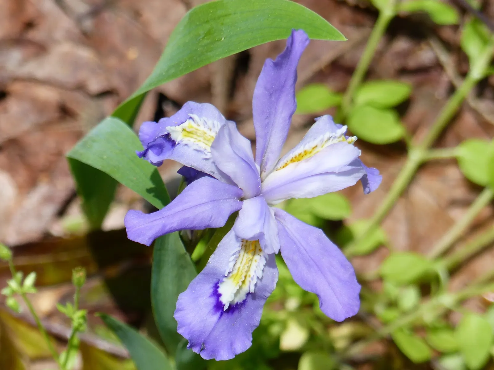 Dwarf Crested Iris (Iris Cristata) — particularly suitable for rock gardens or woodland settings; is a charming low-growing perennial that readily adds a