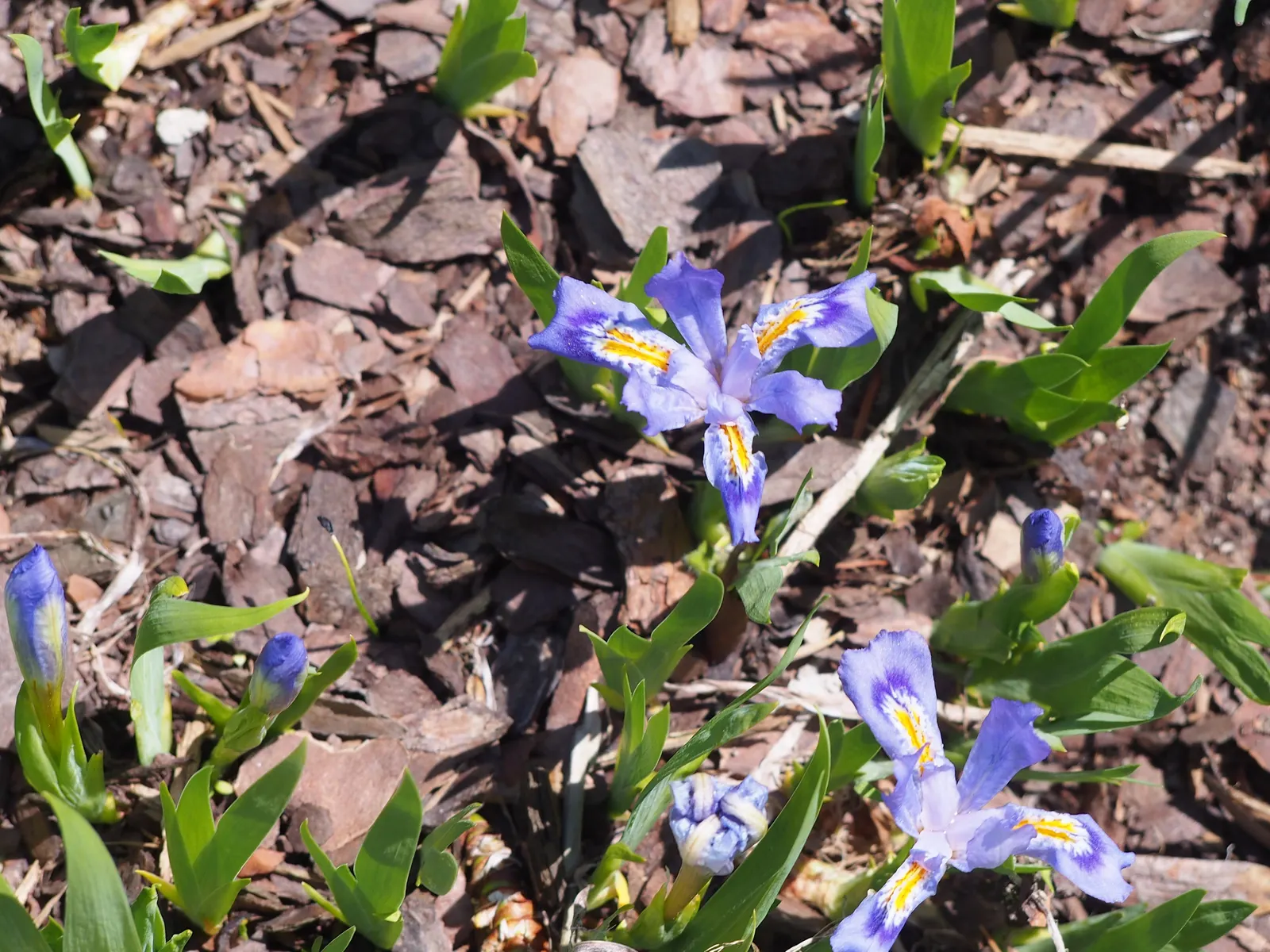 Dwarf Crested Iris (Iris Cristata) — This low-growing gem reaches a height of only 4-6 inches with a similar spread; adorned with a striking gold or white