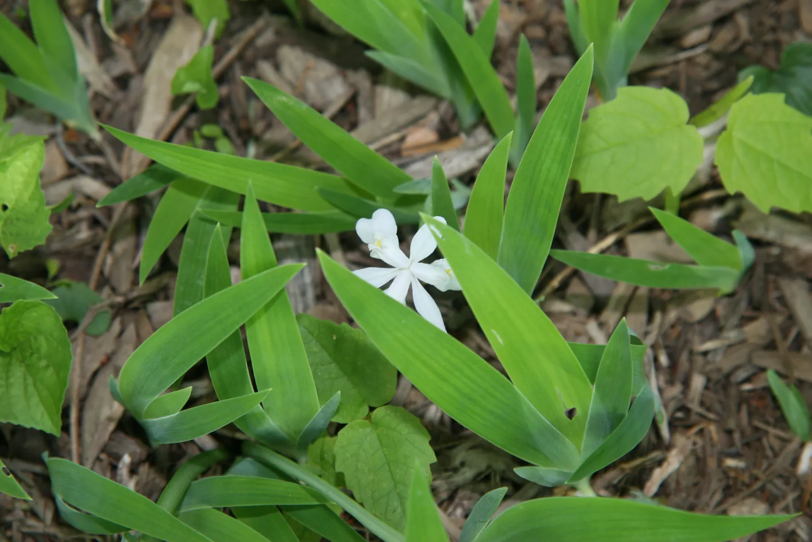 Dwarf Crested Iris (Iris Cristata) — Flowering predominantly in April and May, image 44