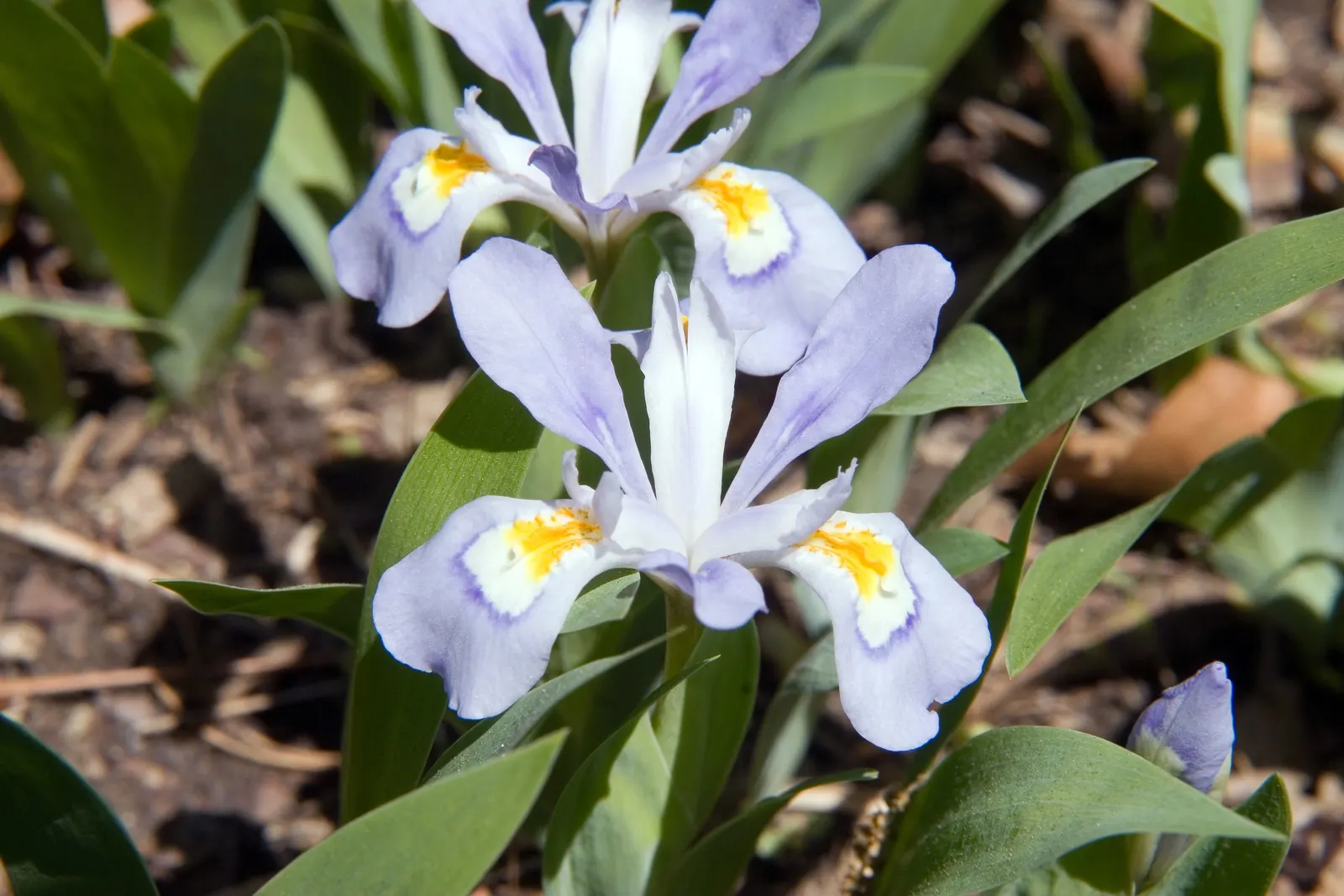 Dwarf Crested Iris (Iris Cristata) — blue and multi-colored and purple and white and yellow flowers in the garden
