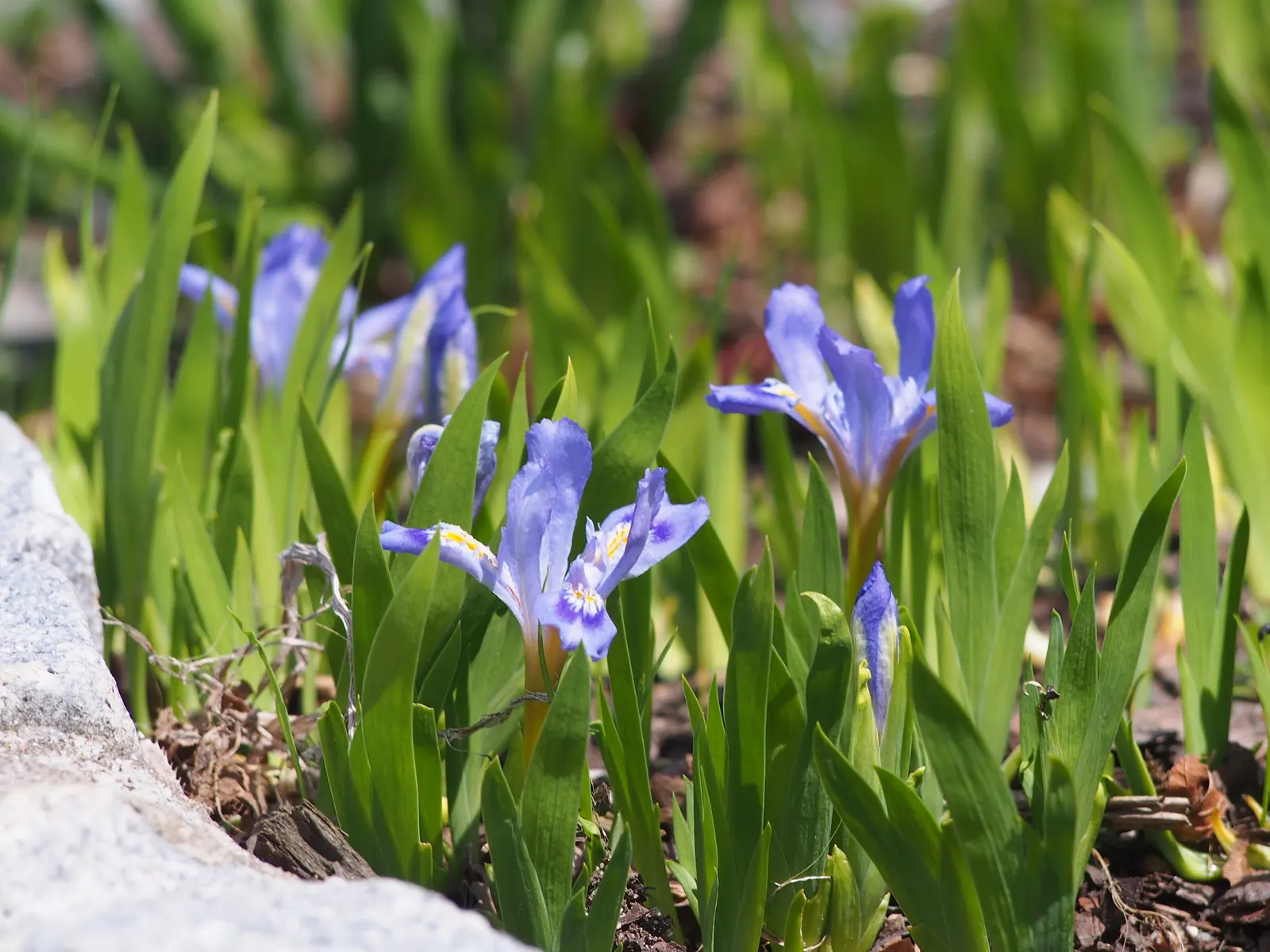 Dwarf Crested Iris (Iris Cristata) — perennial with blue and multi-colored and purple and white and yellow blooms